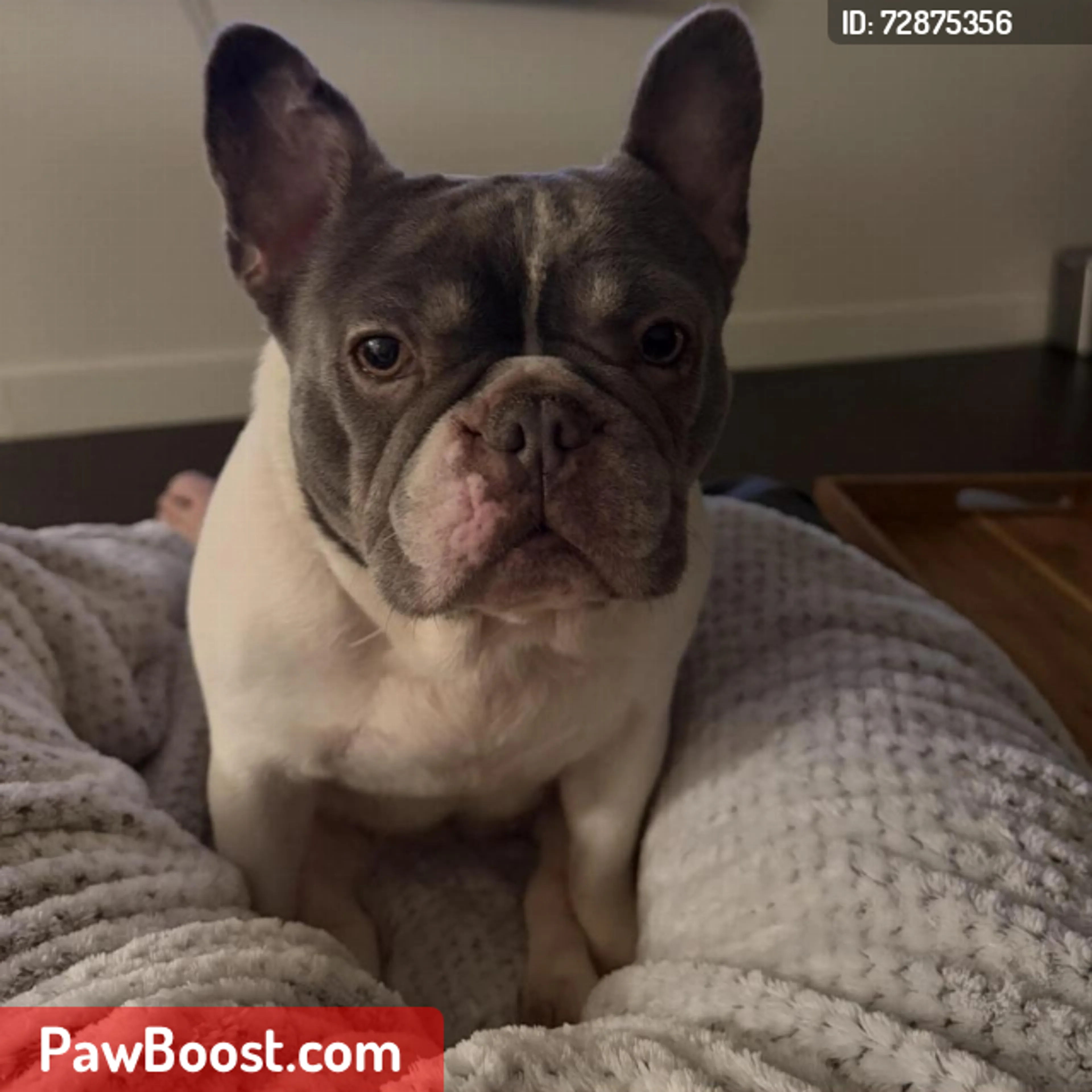 Lost pet