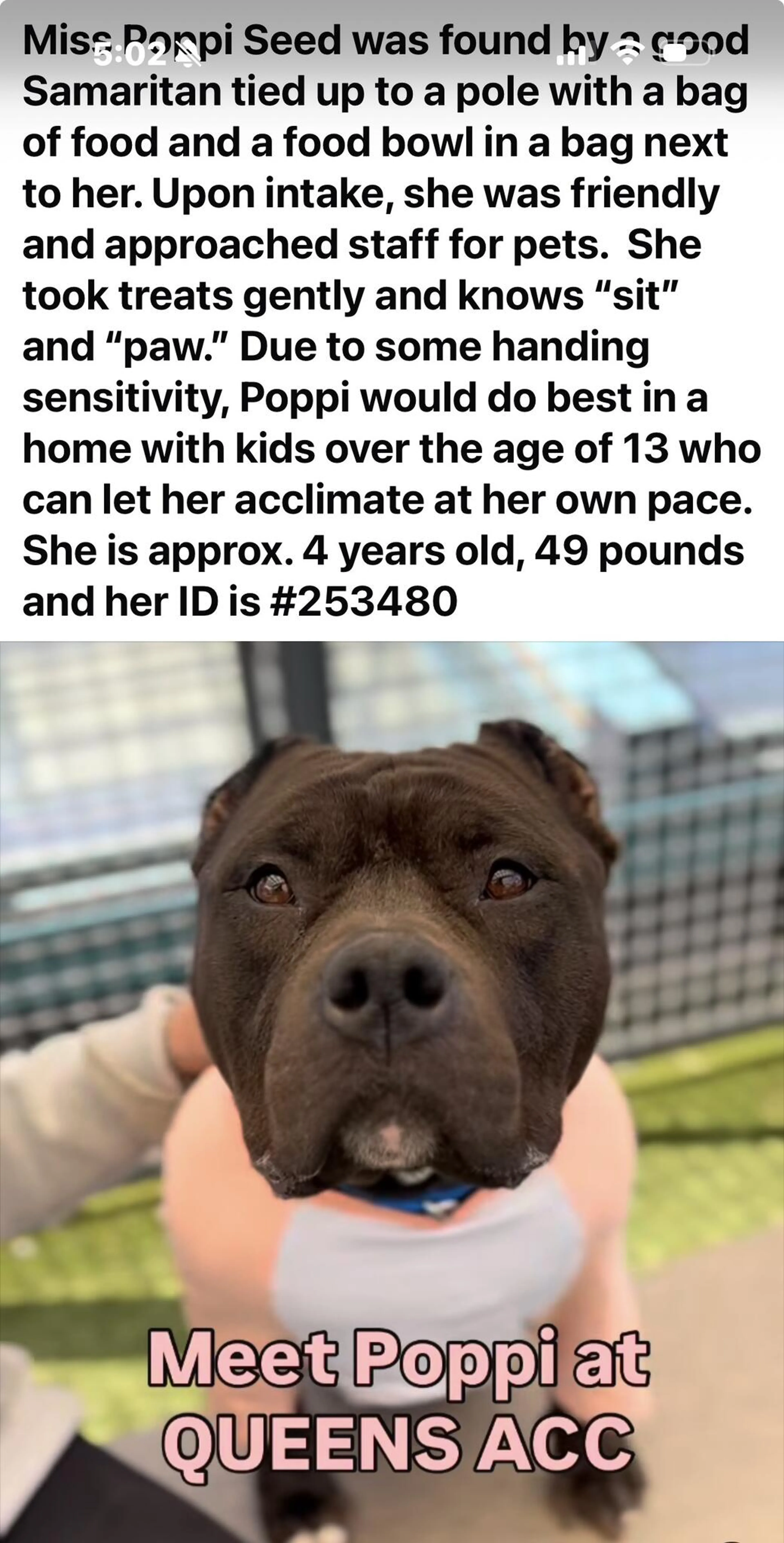Found pet