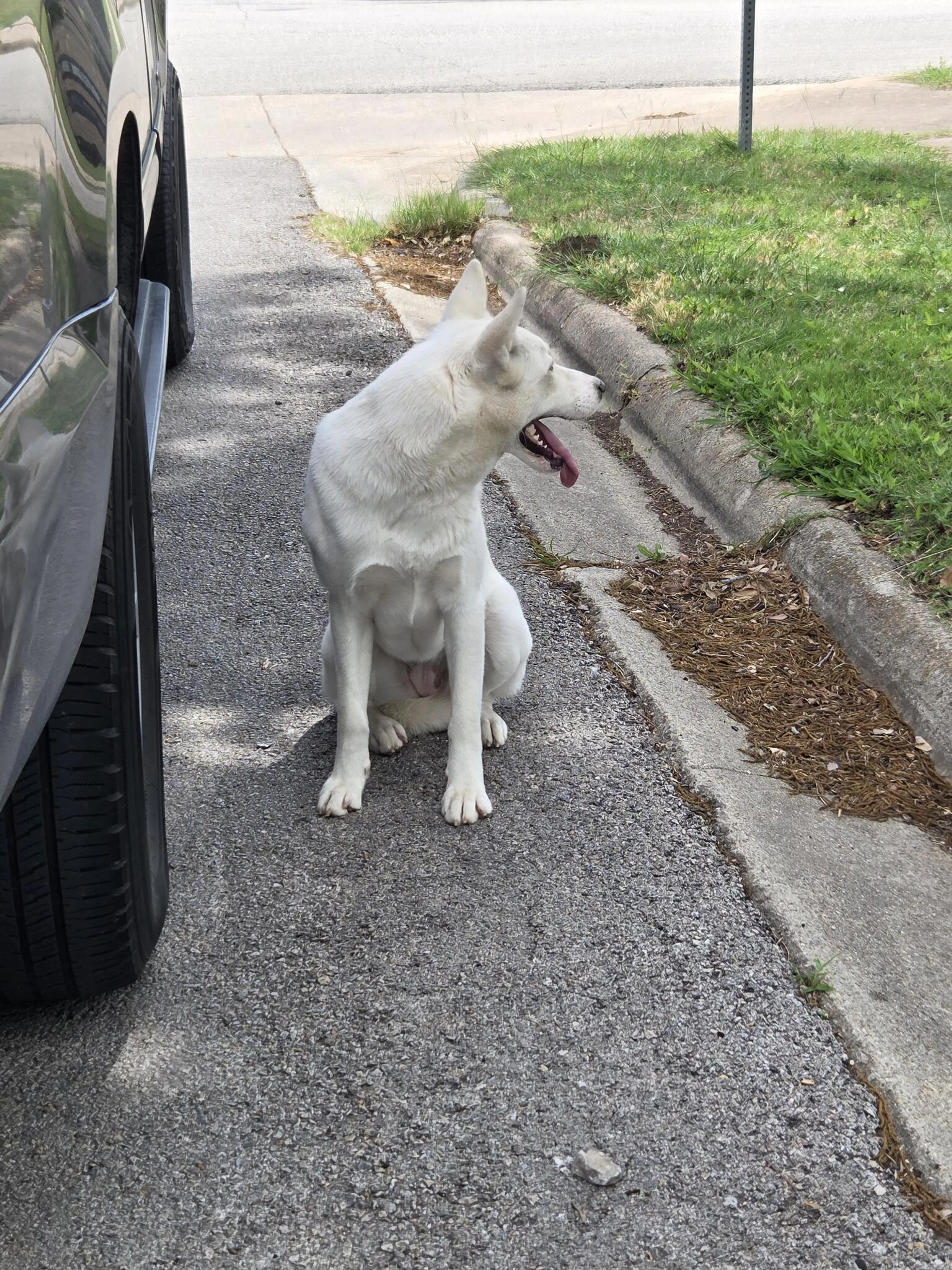 Found pet