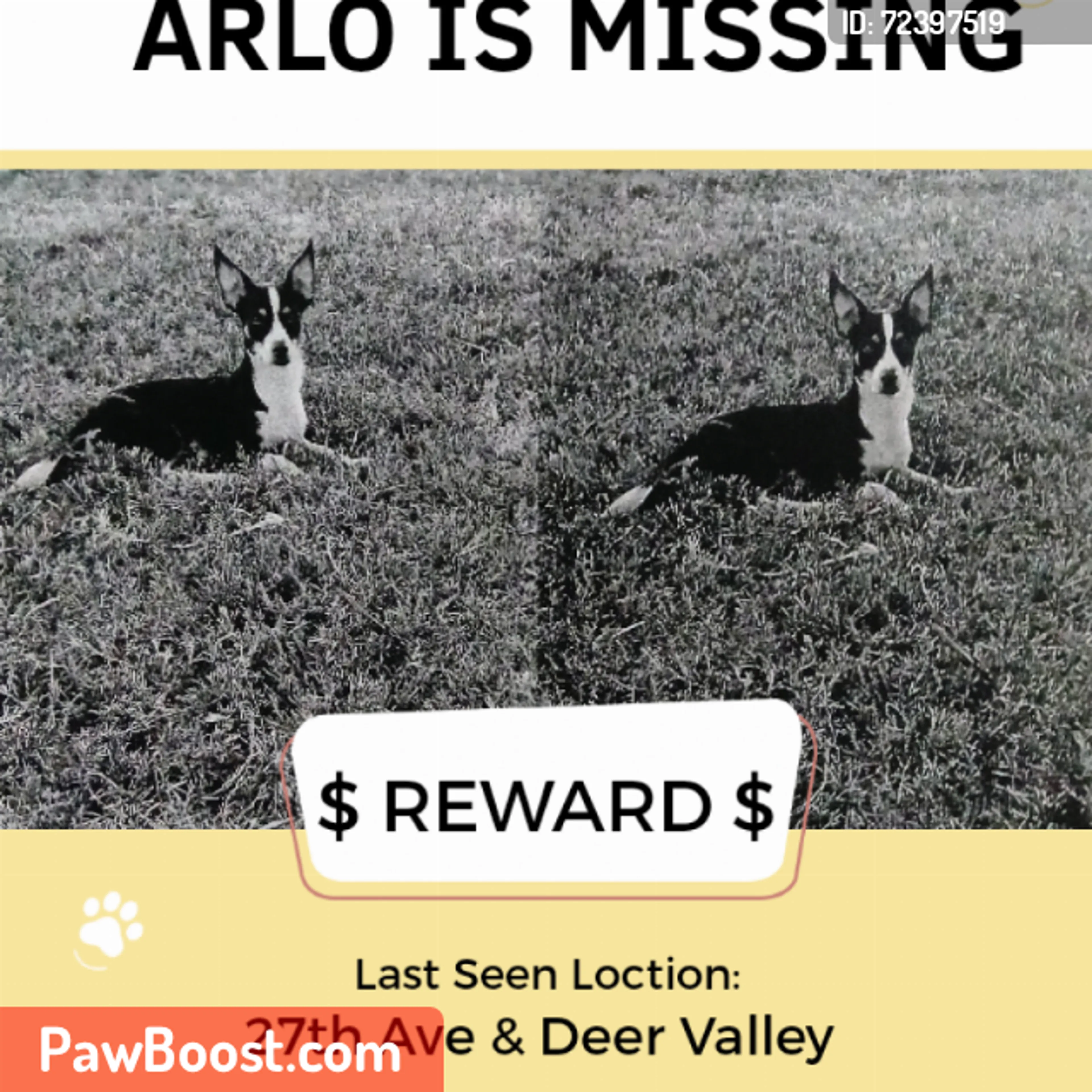 Lost pet