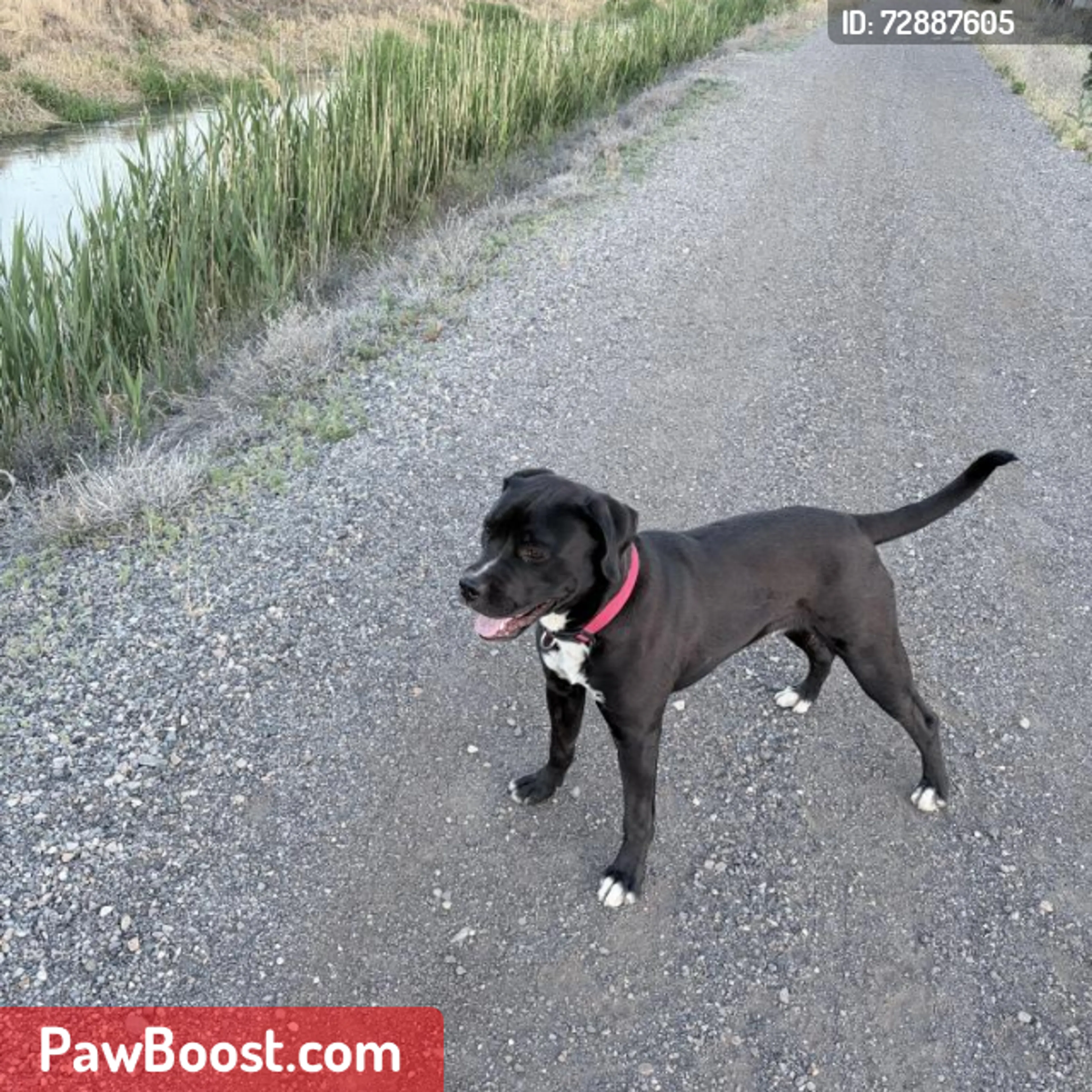 Lost pet