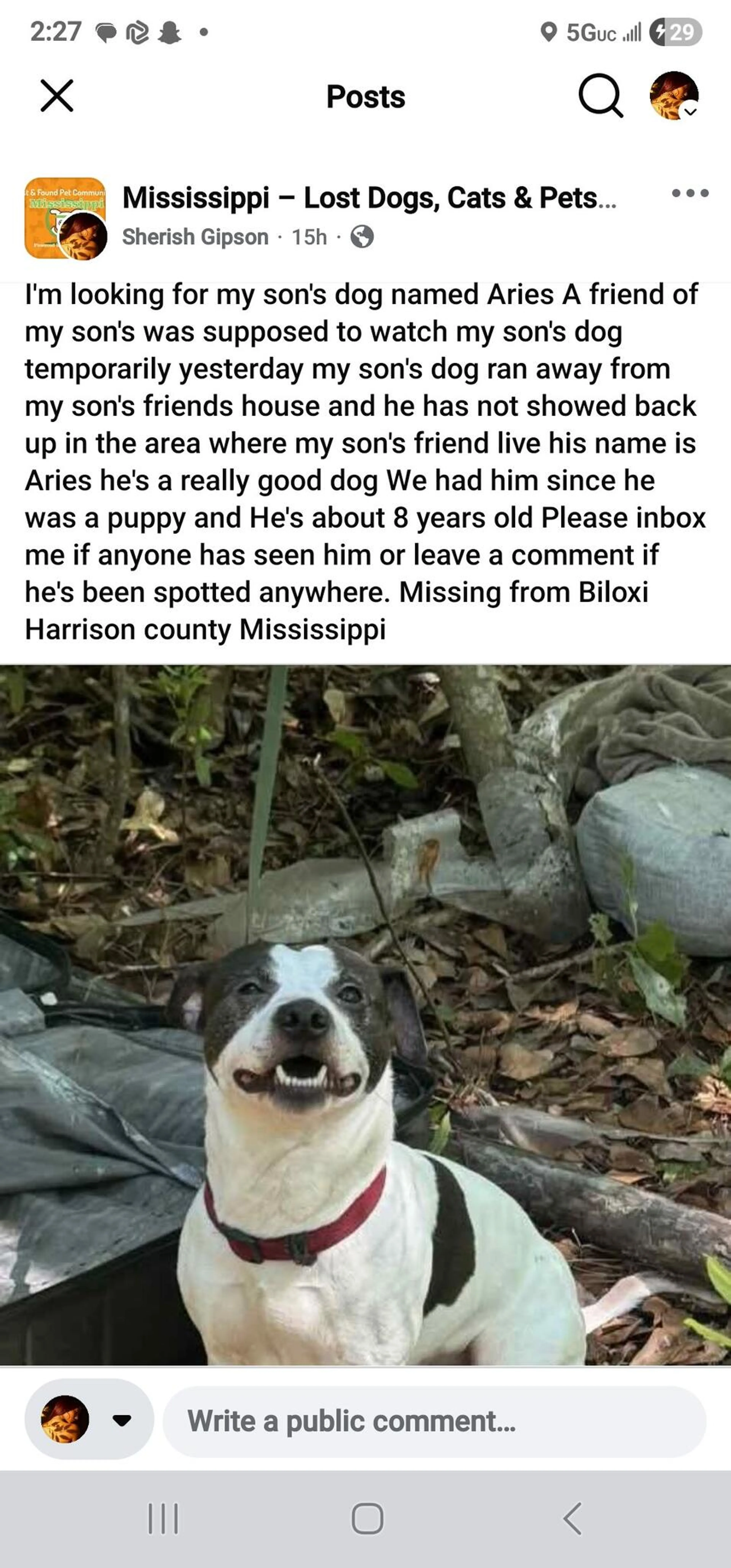 Lost pet