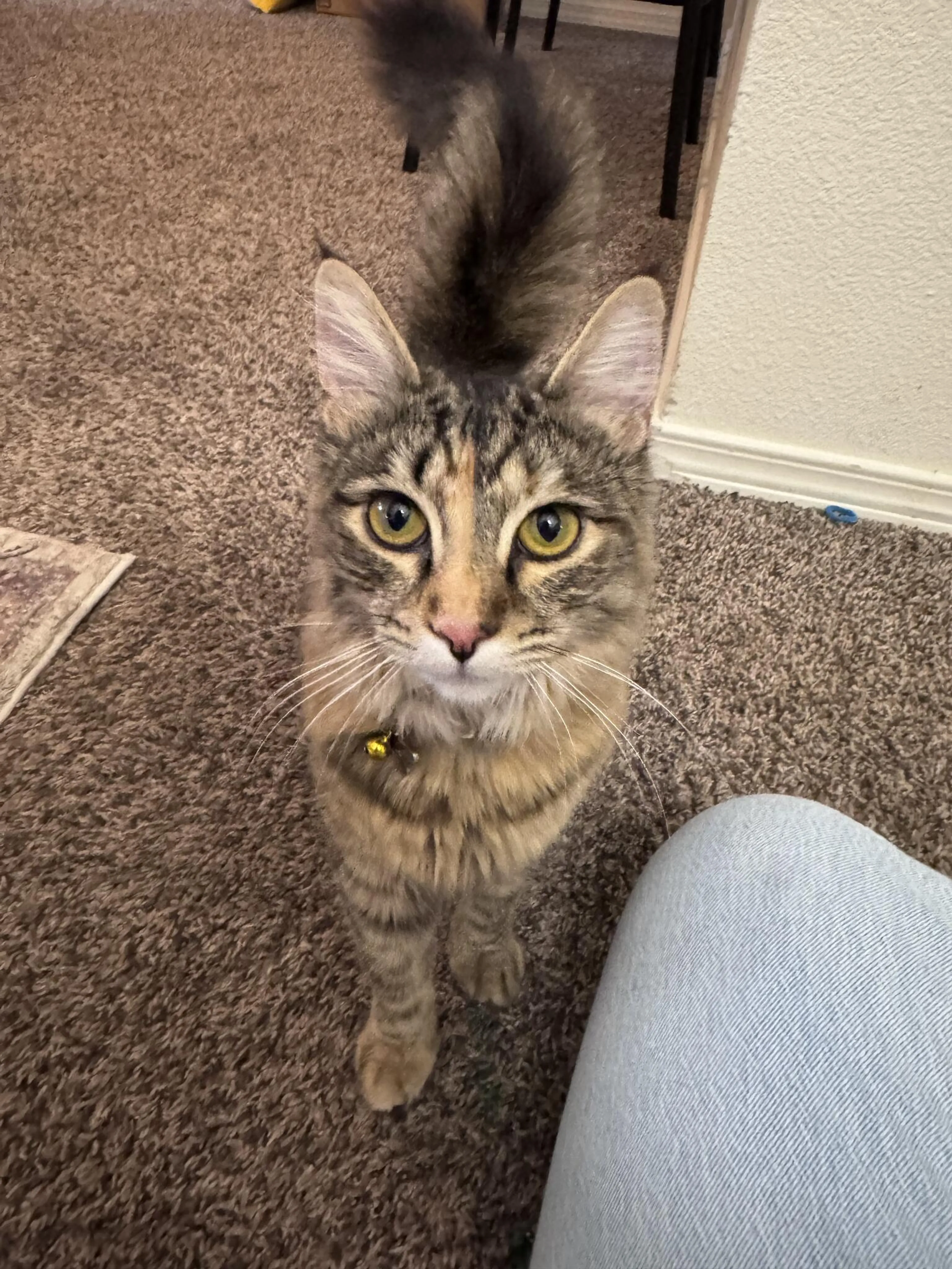 Lost pet