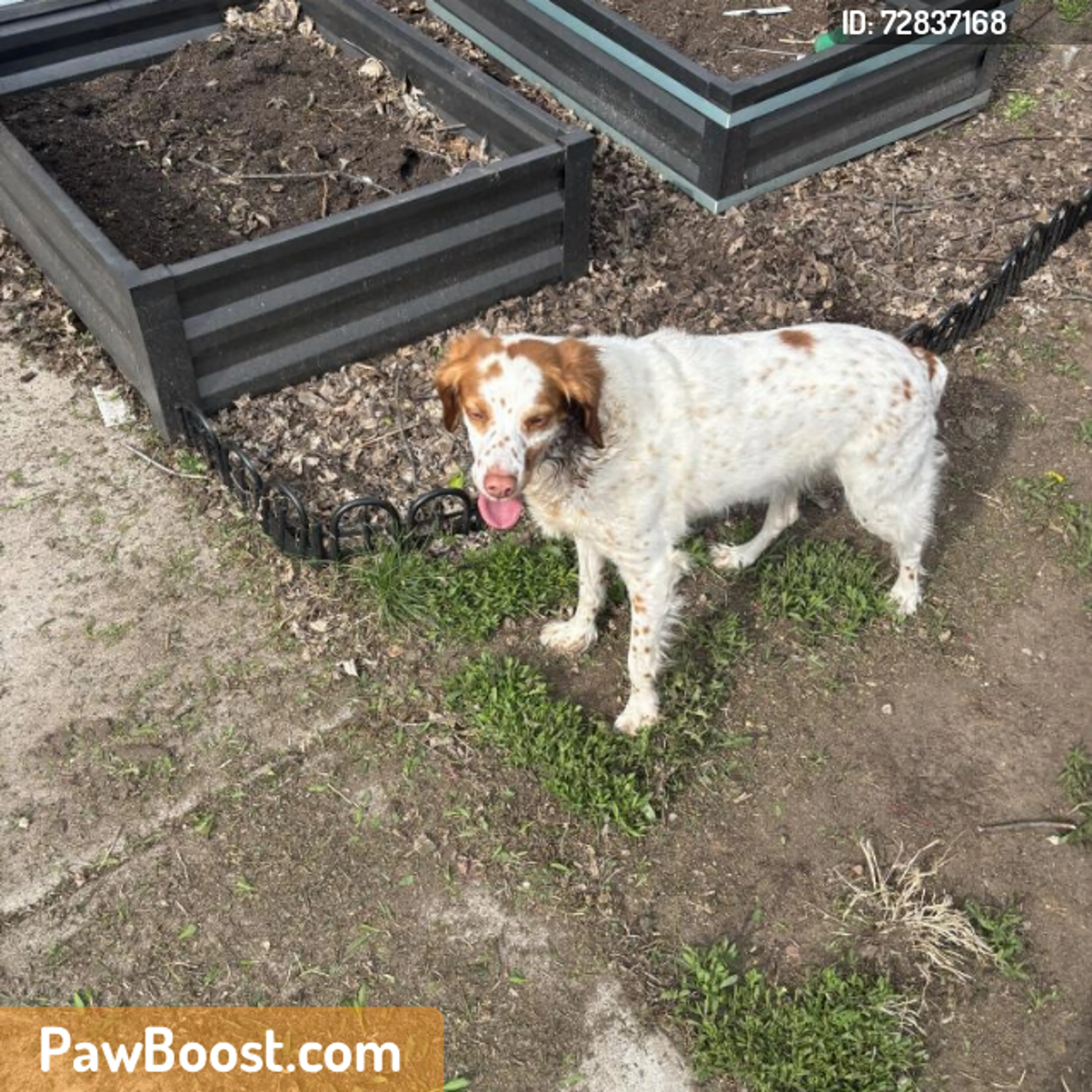 Found pet