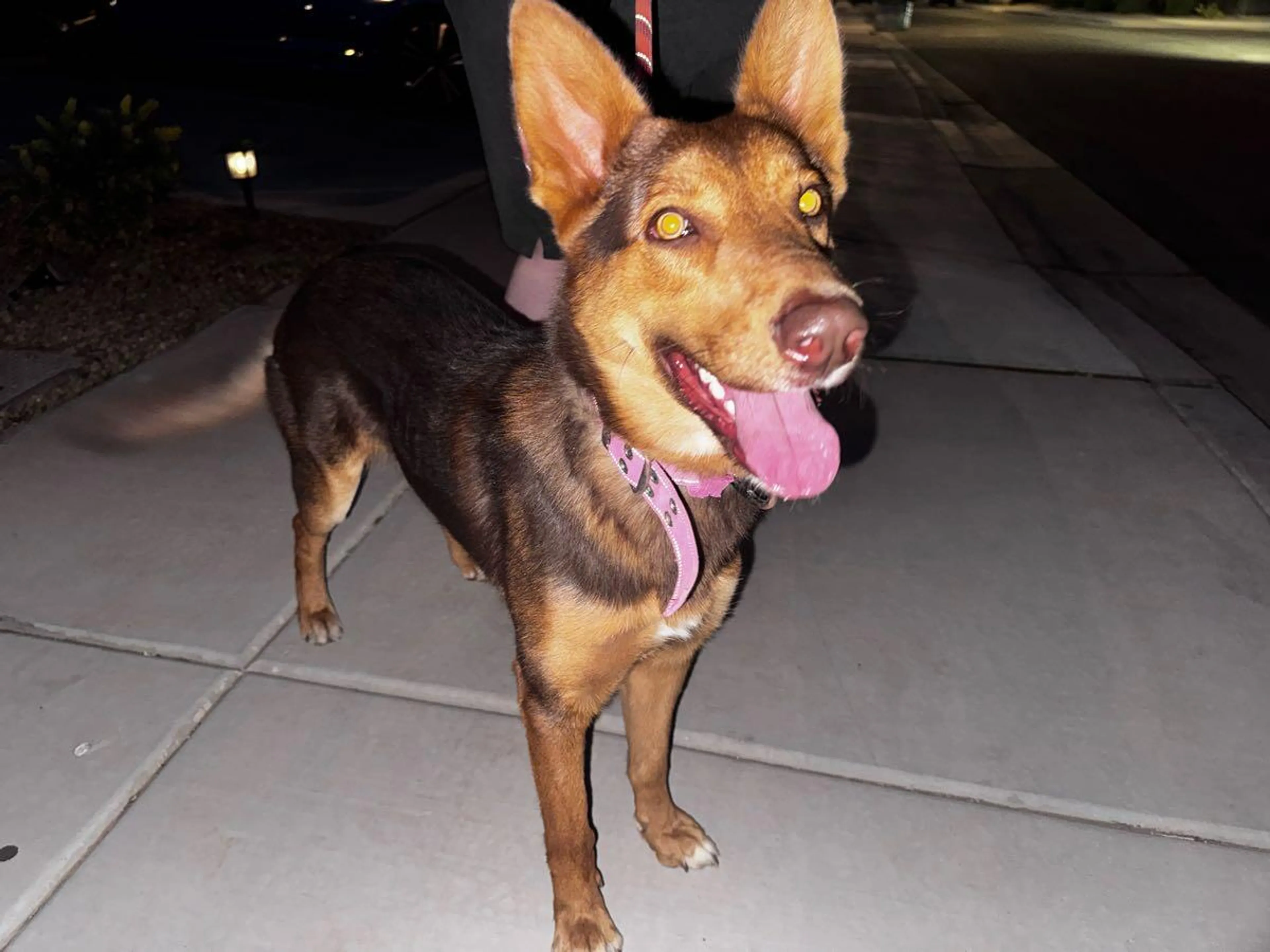 Found pet