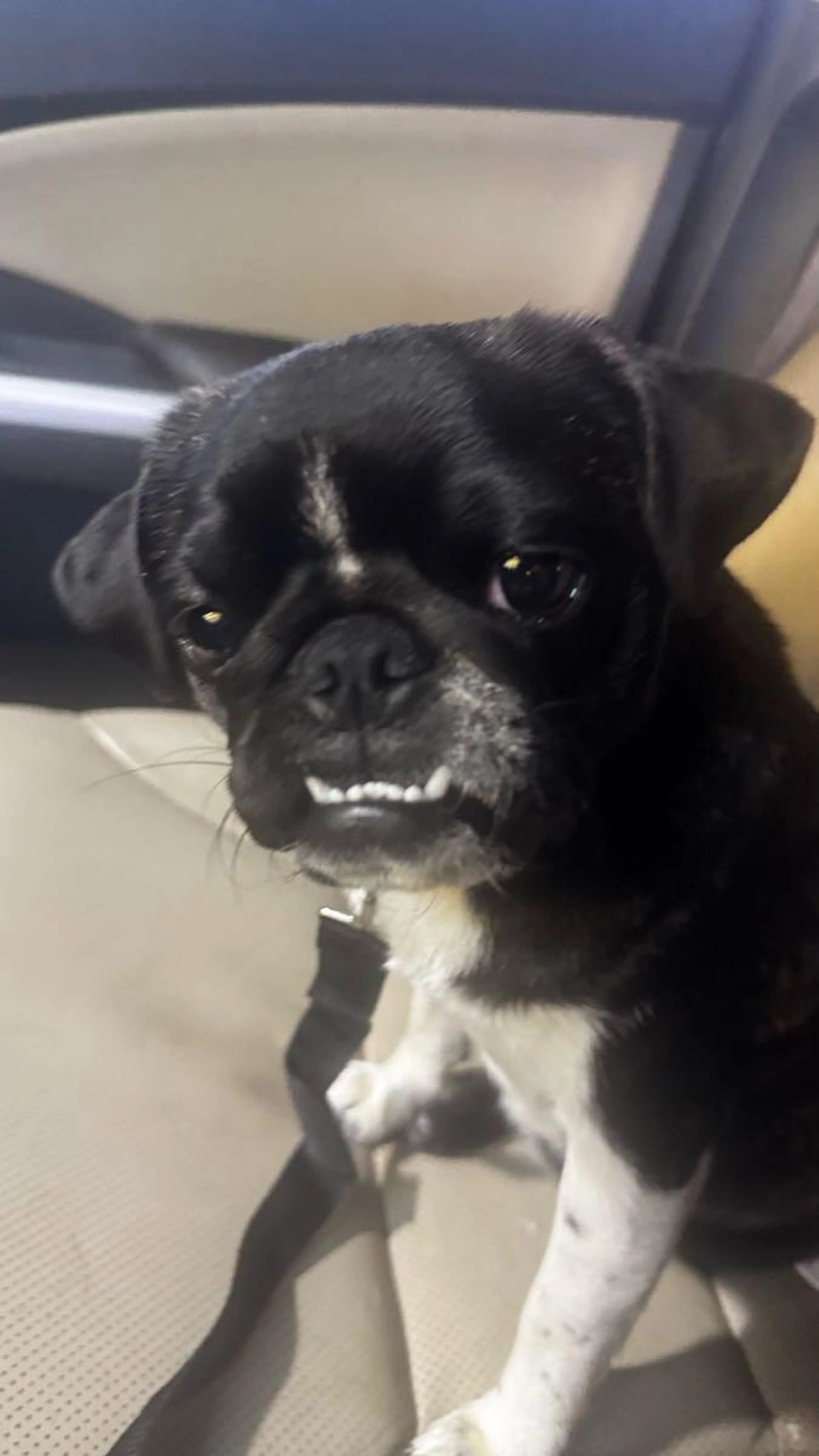 Found pet