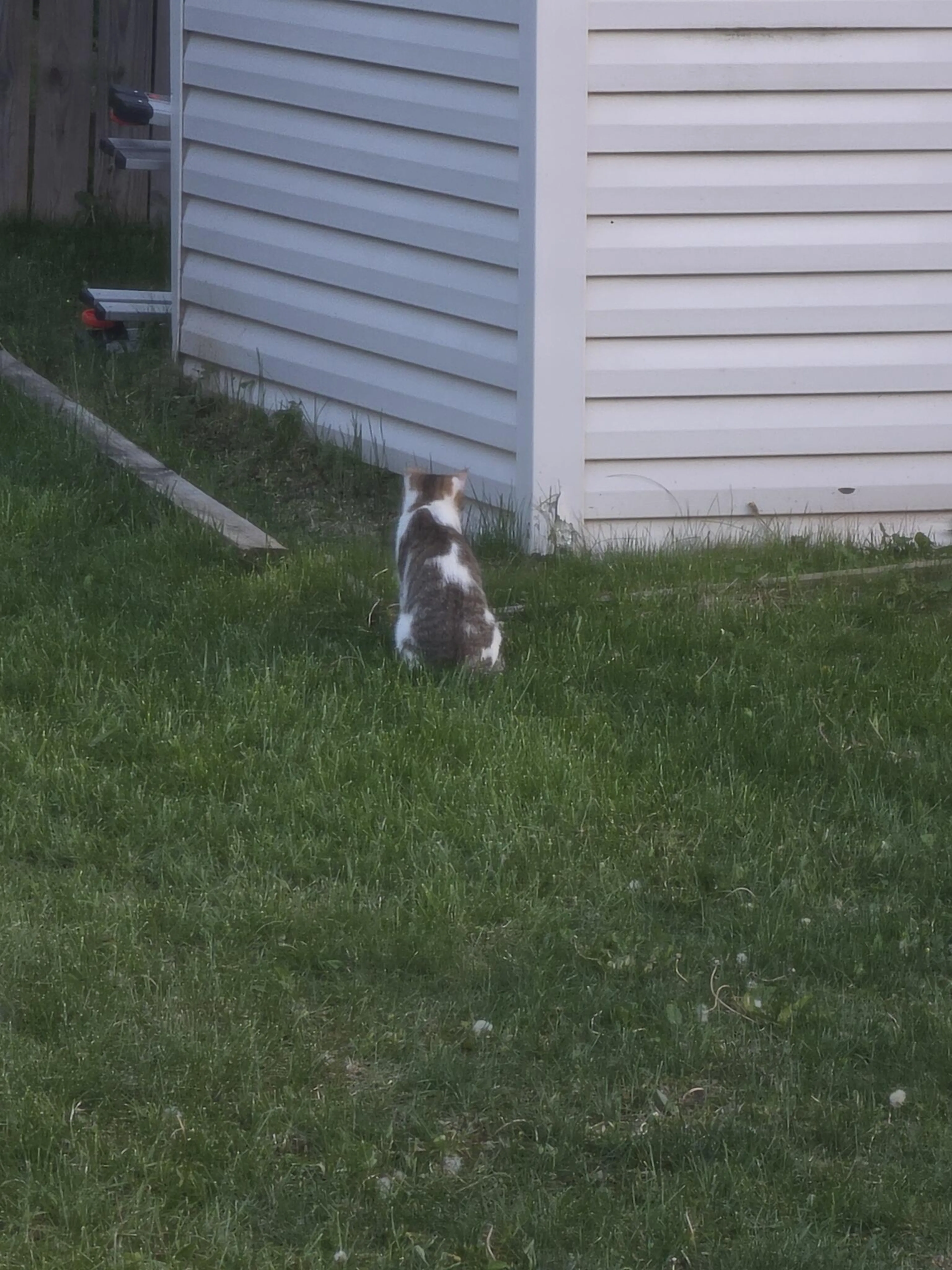 Found pet