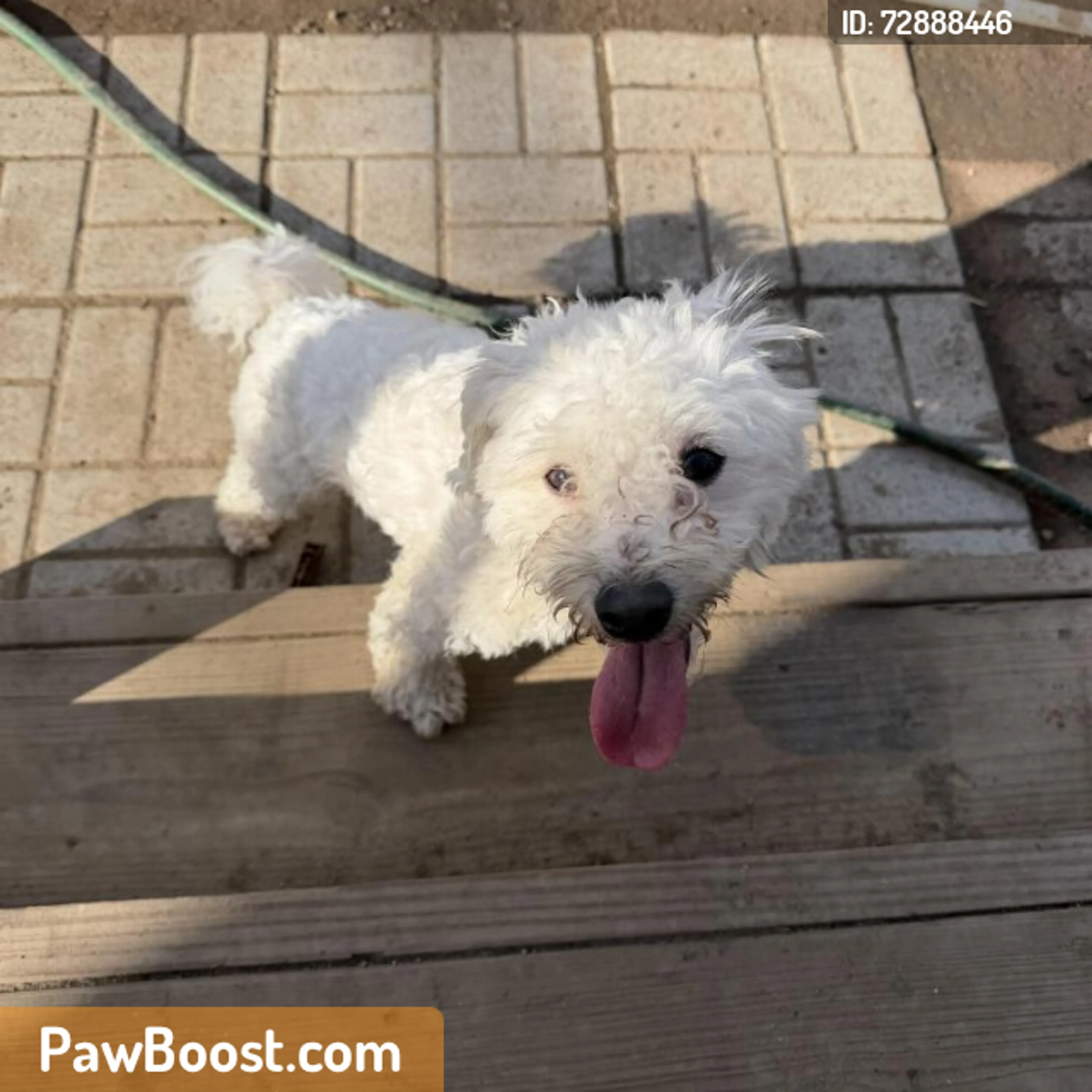 Found pet