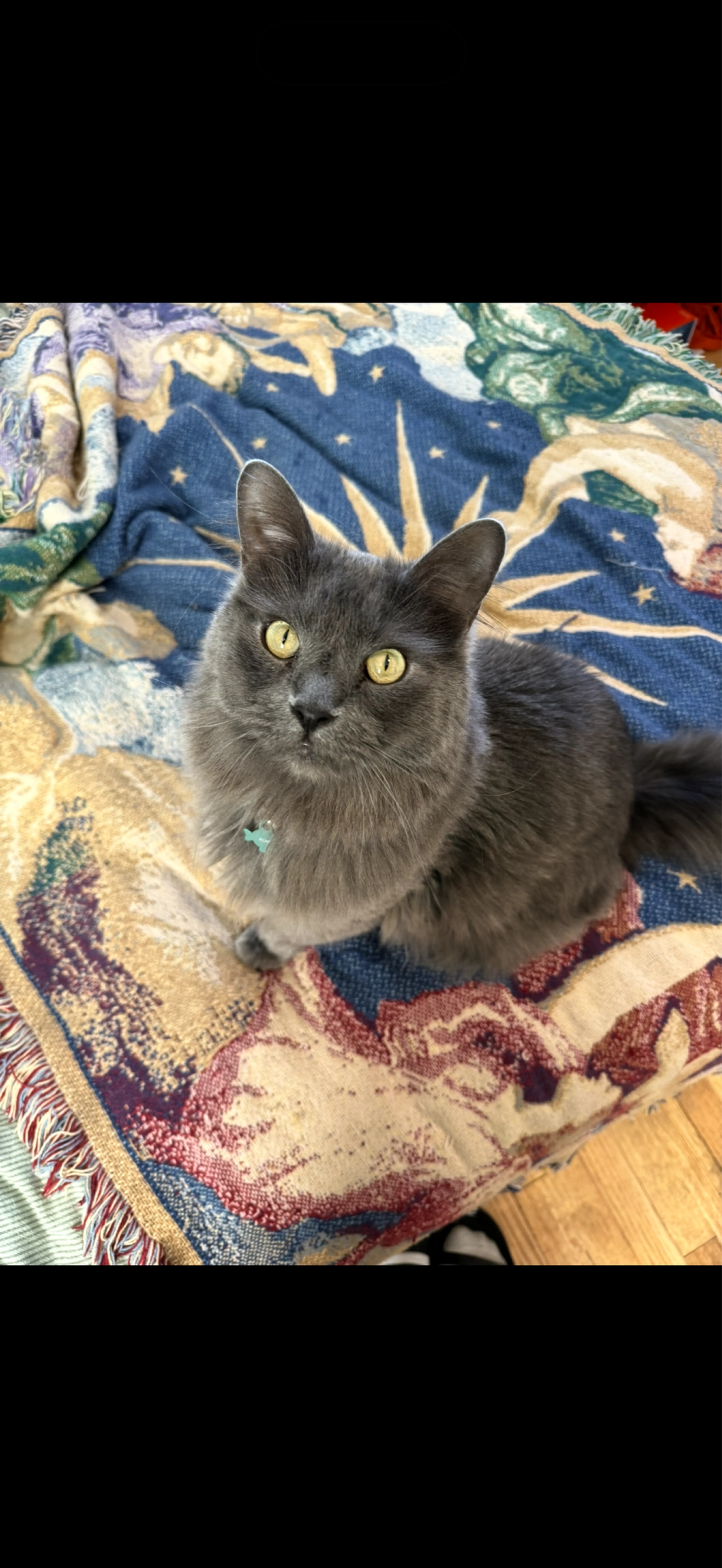 Lost pet