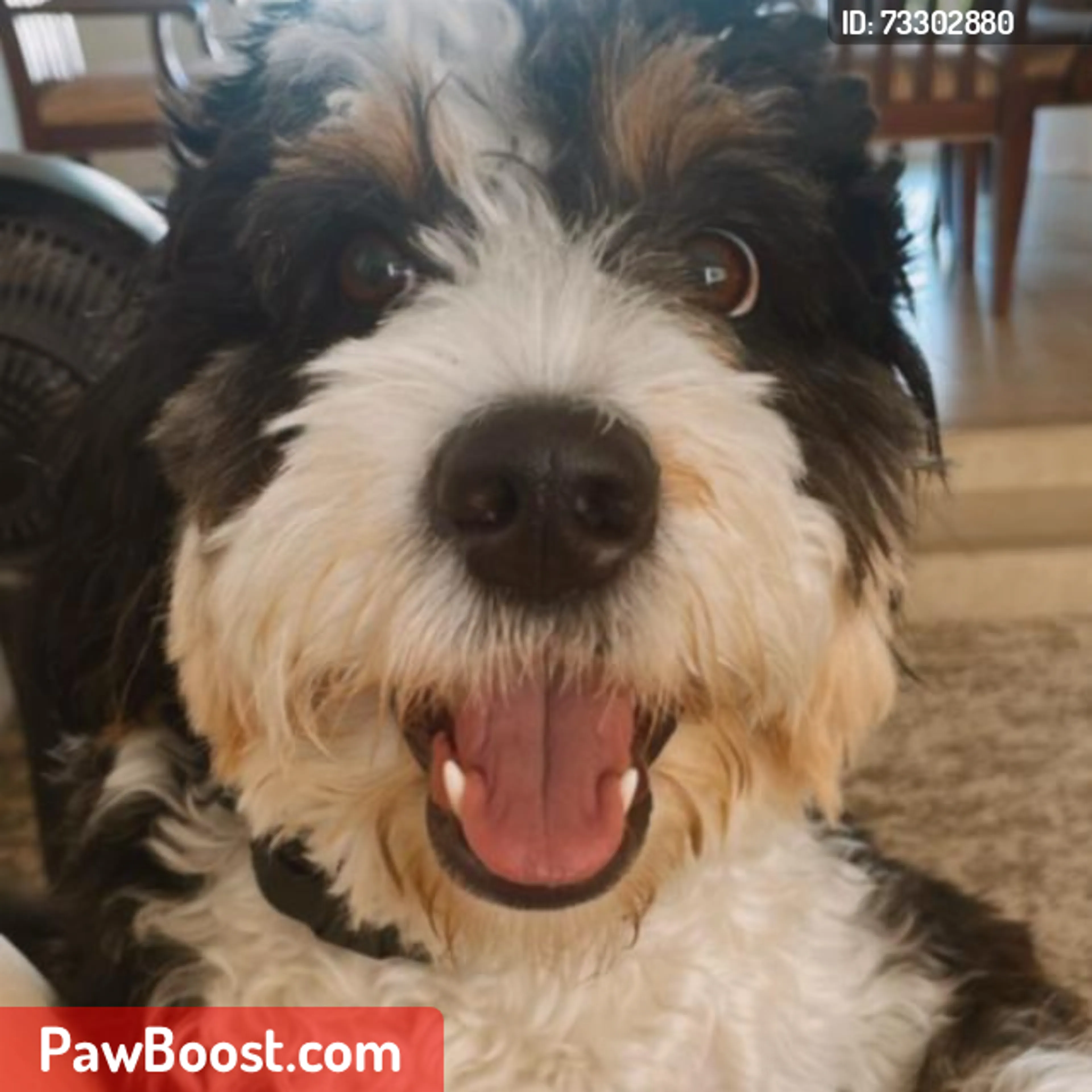 cdn image