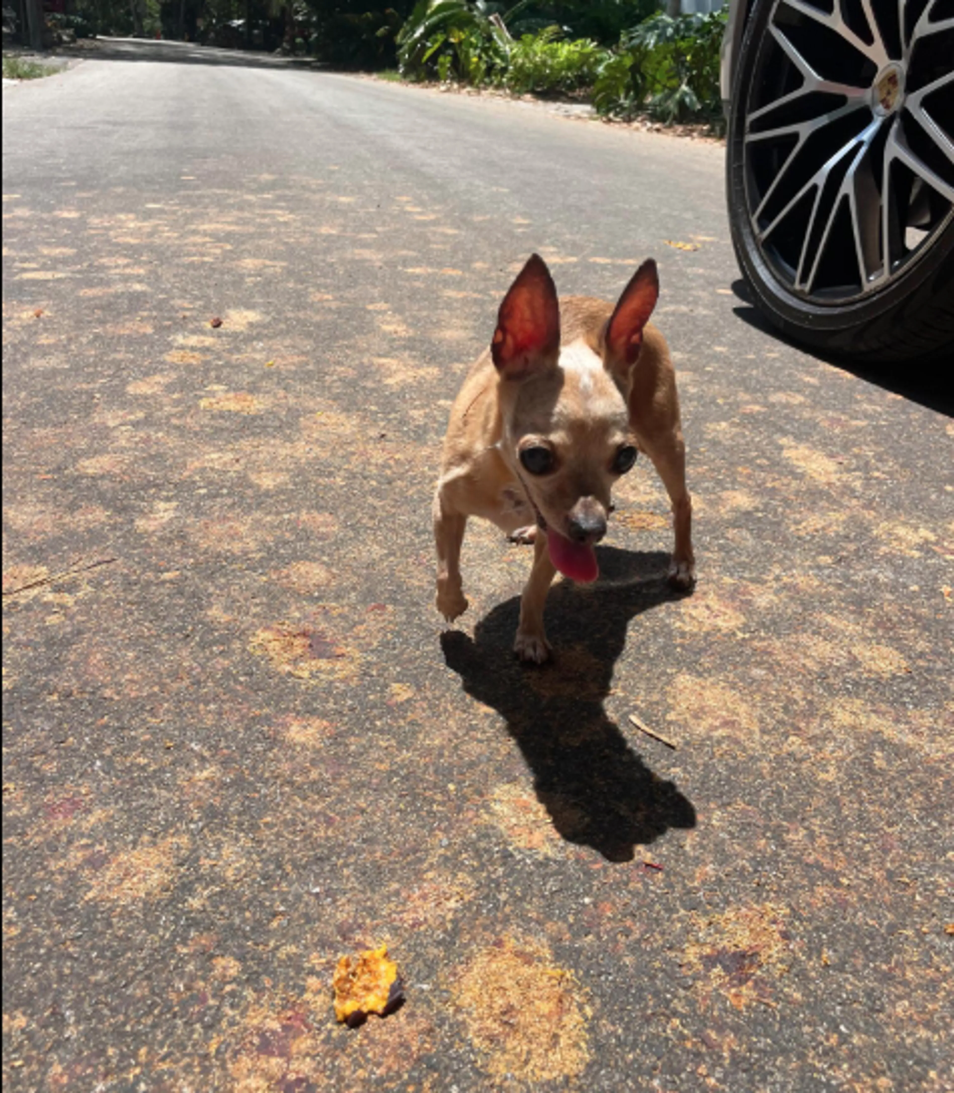 Found pet