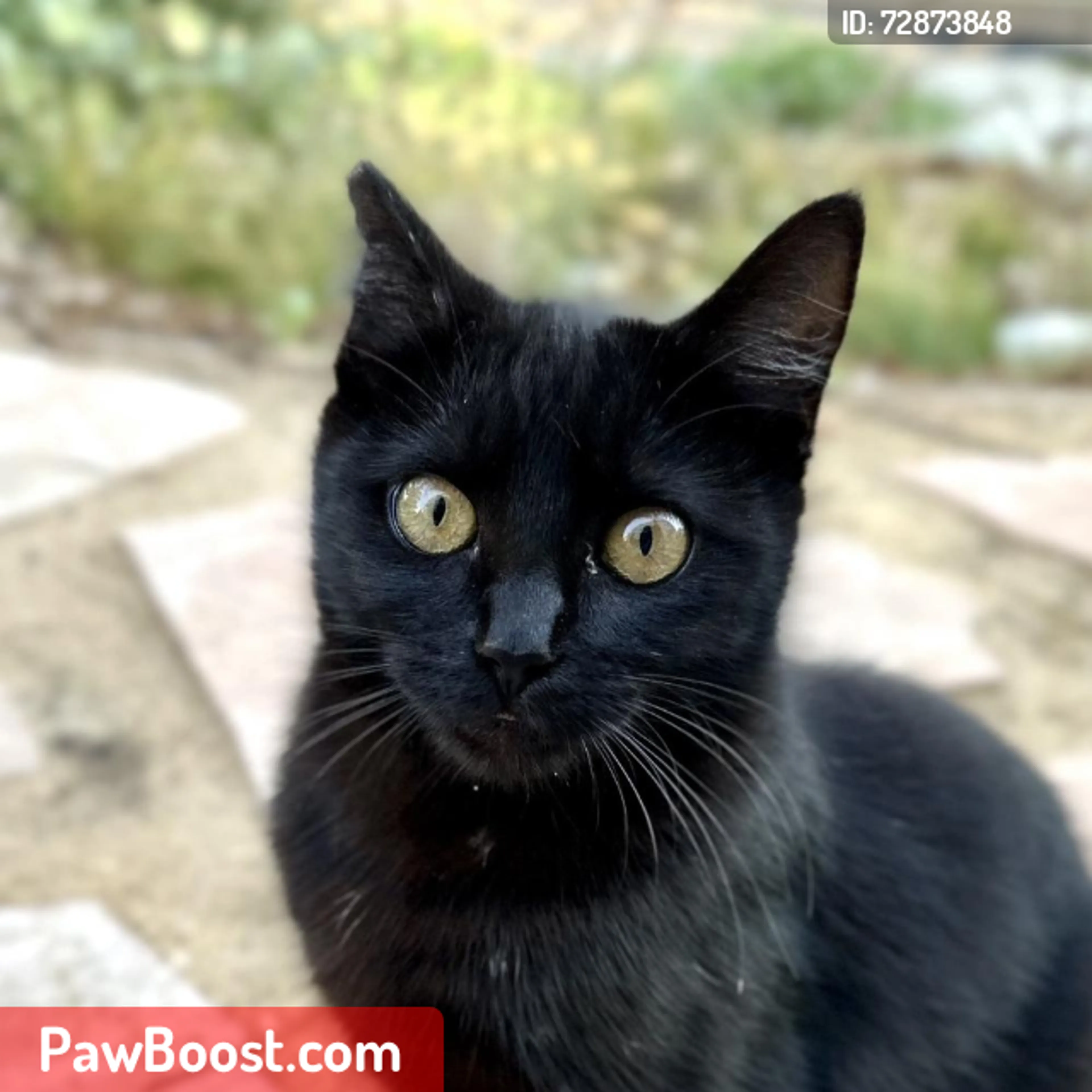 Lost pet