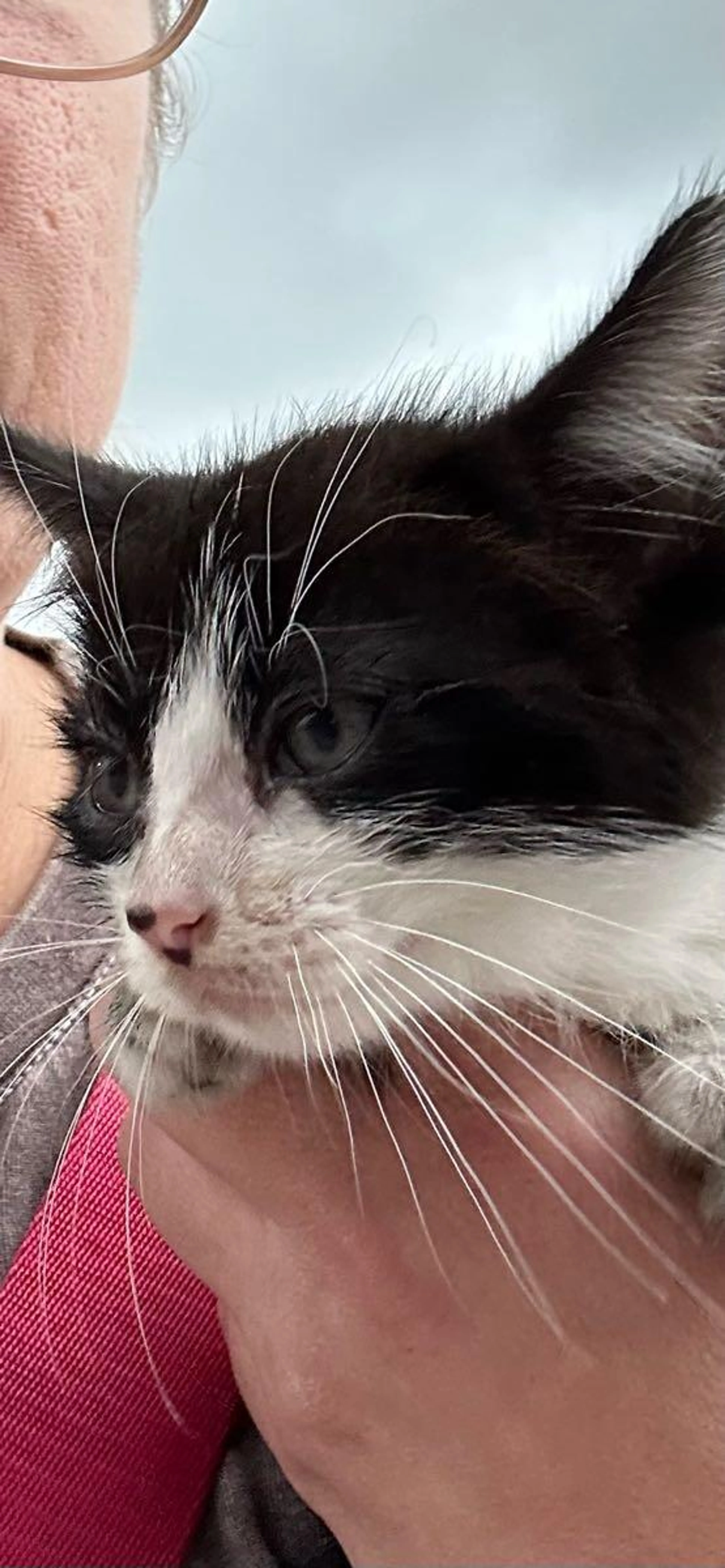 Found pet