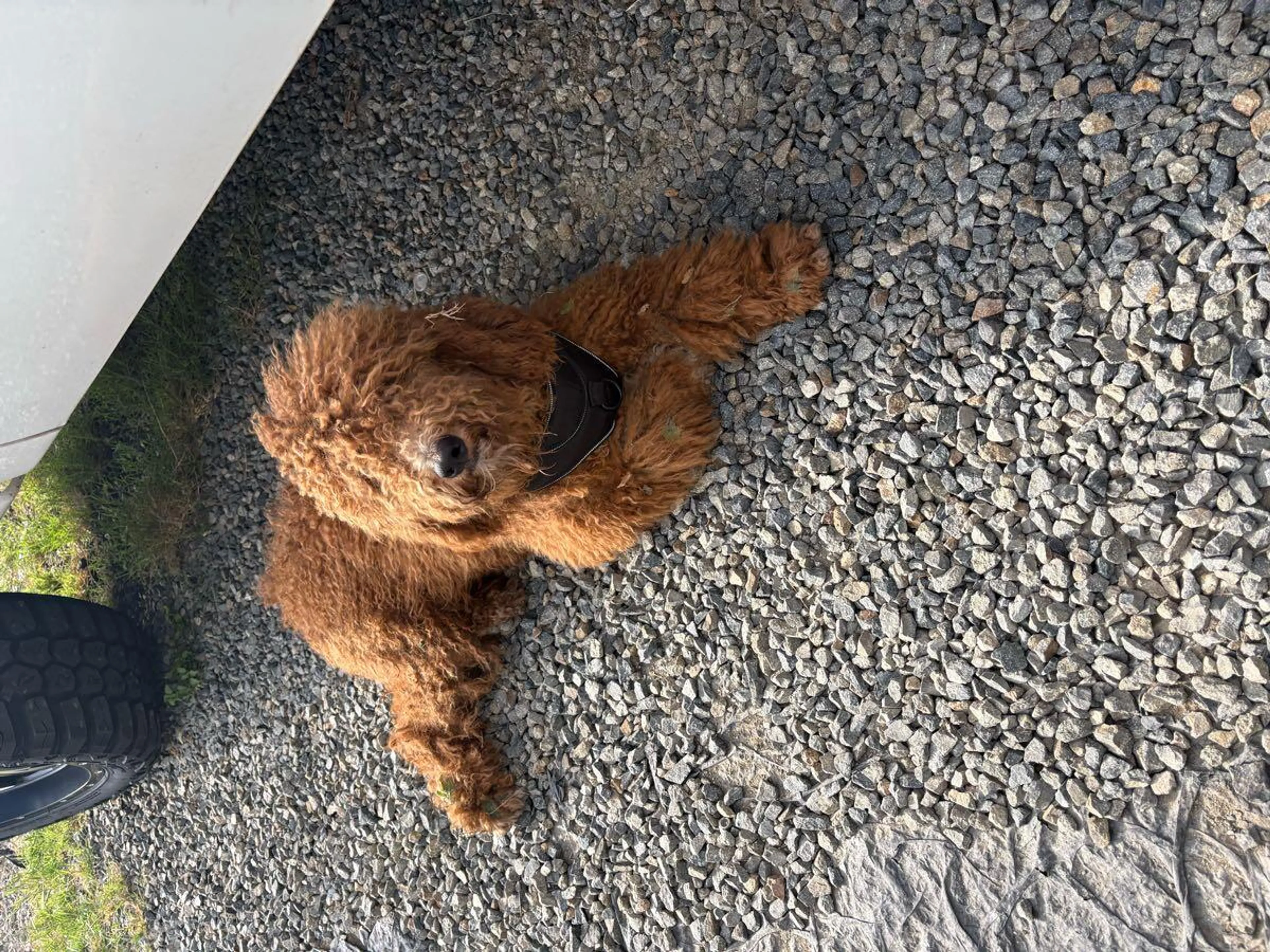 Found pet