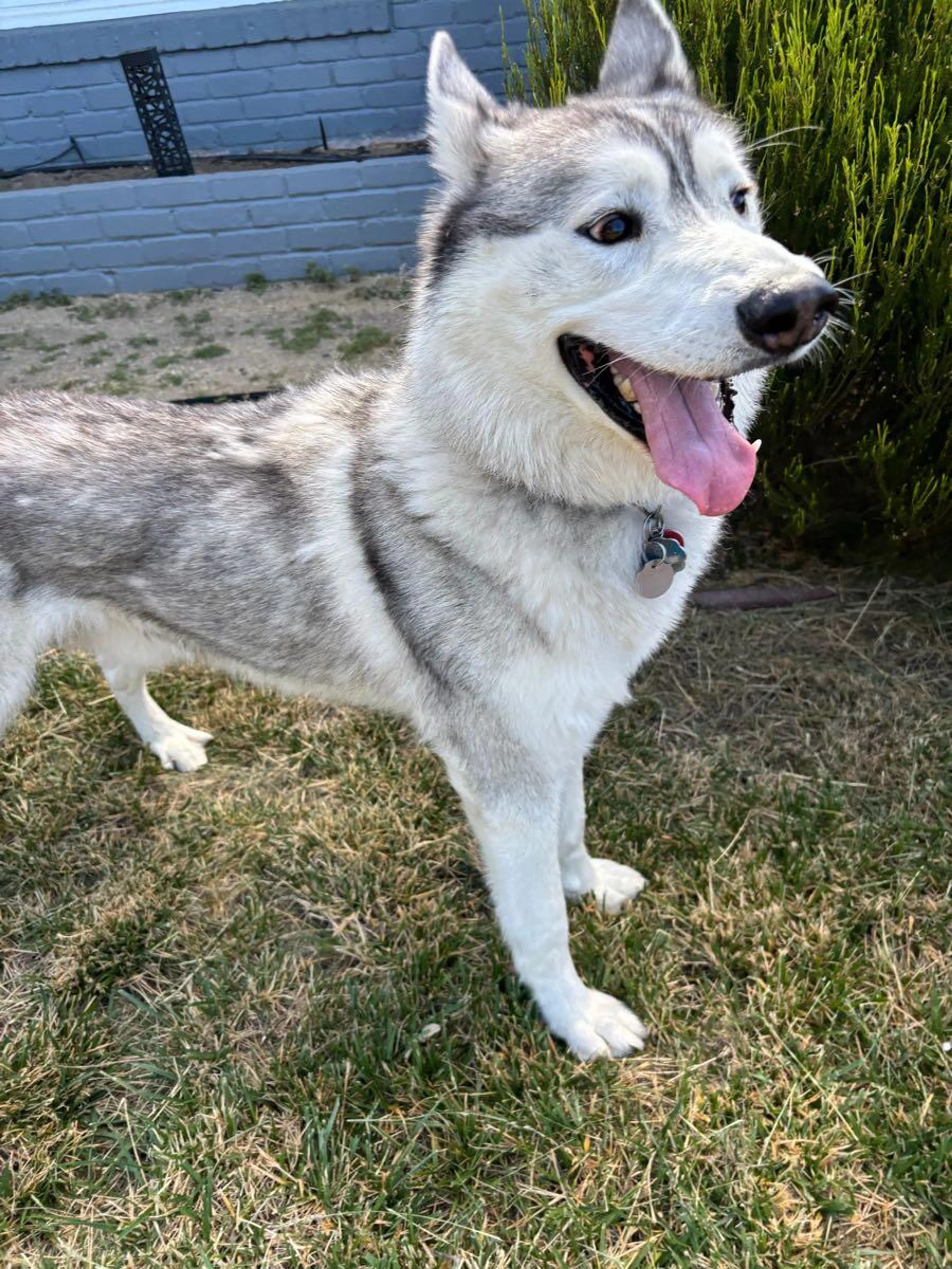 Found pet