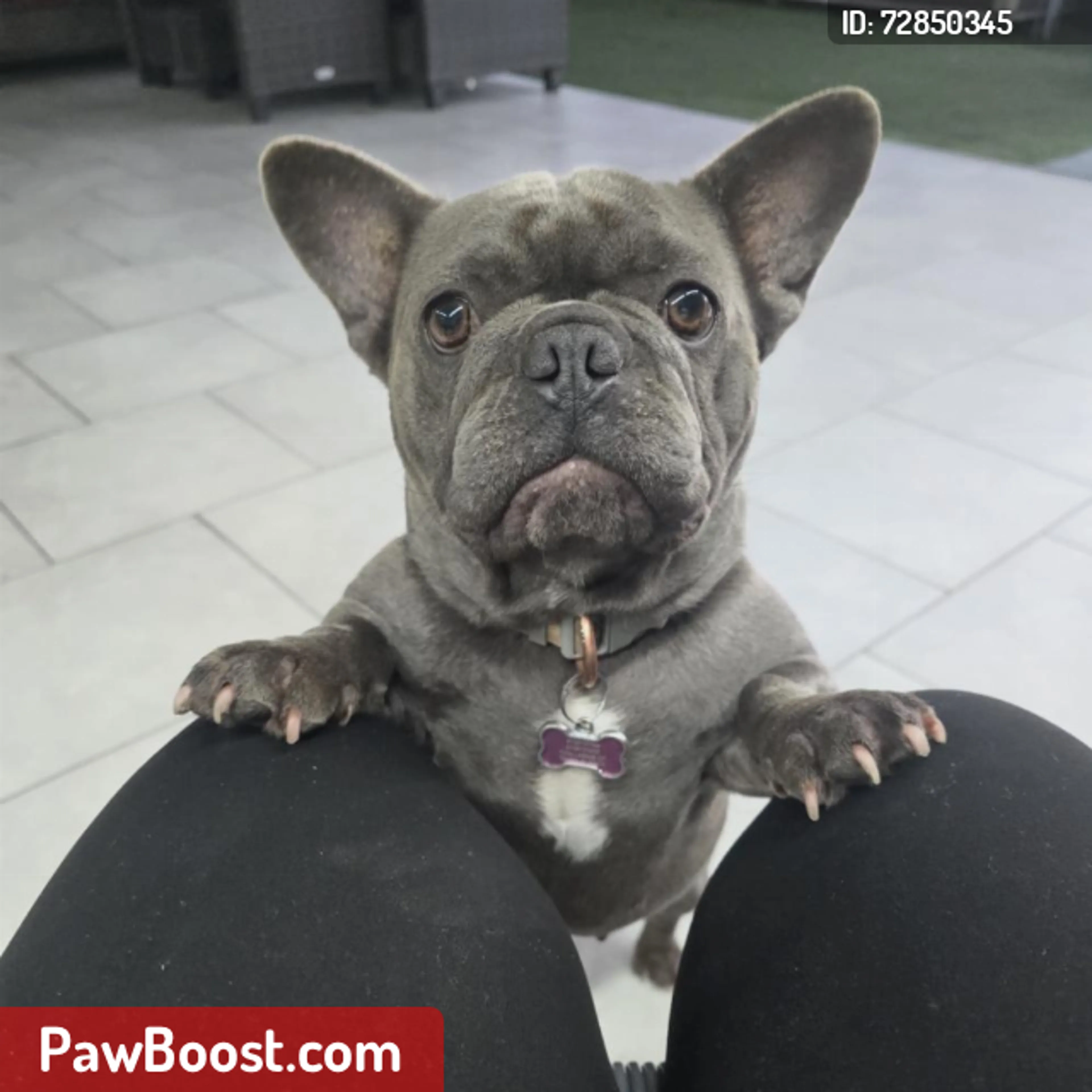 Lost pet