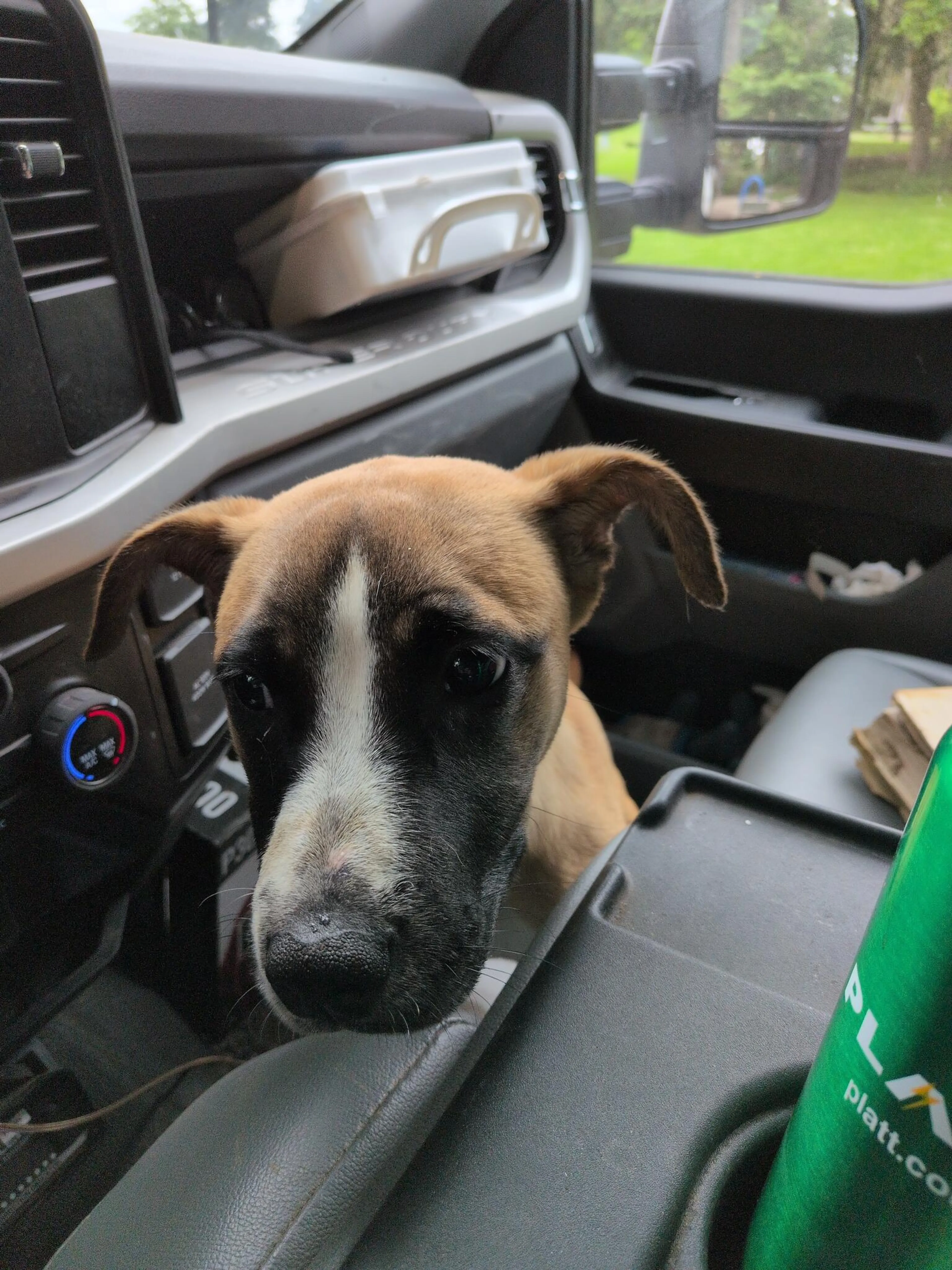 Lost pet