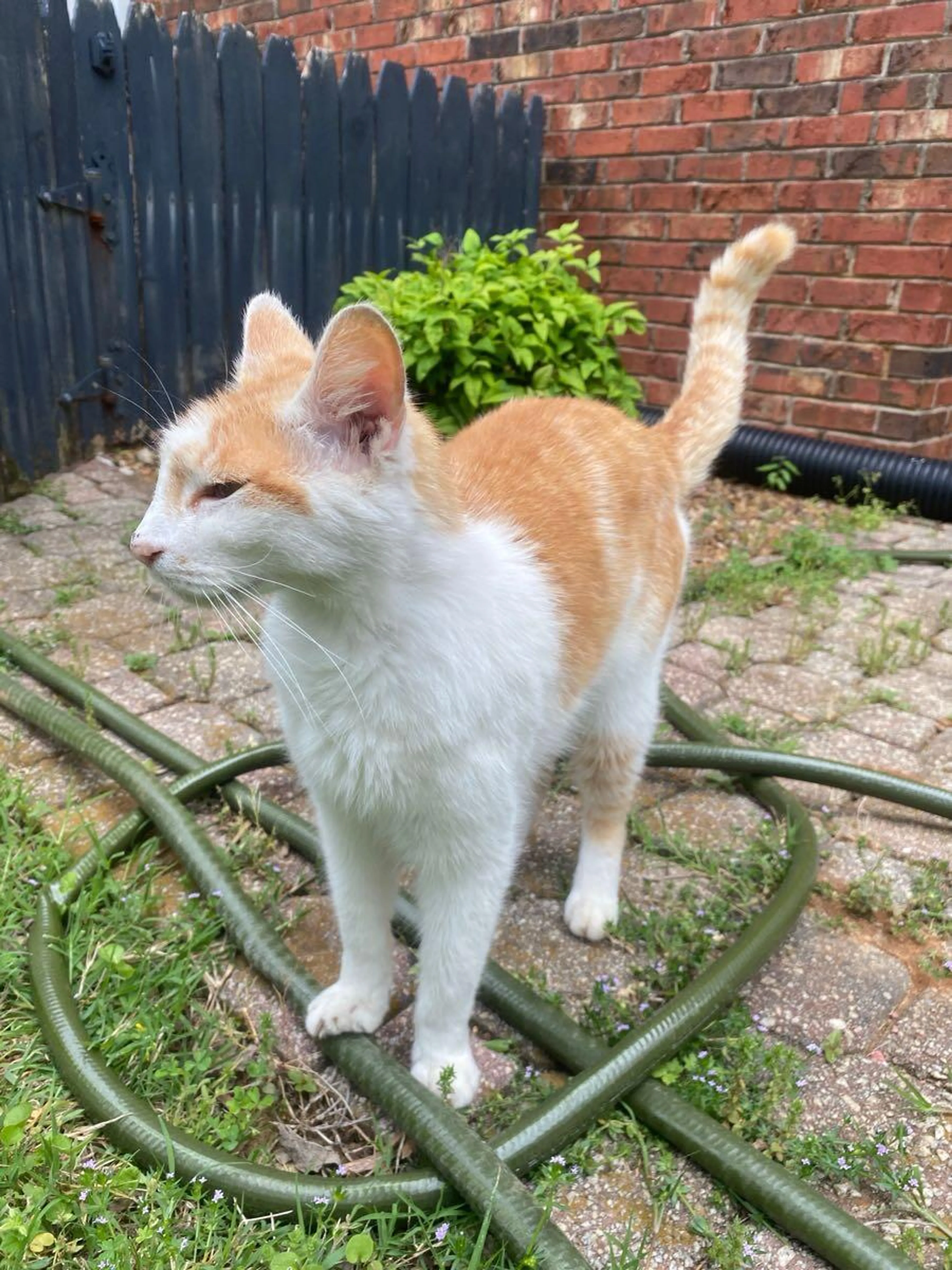 Lost pet