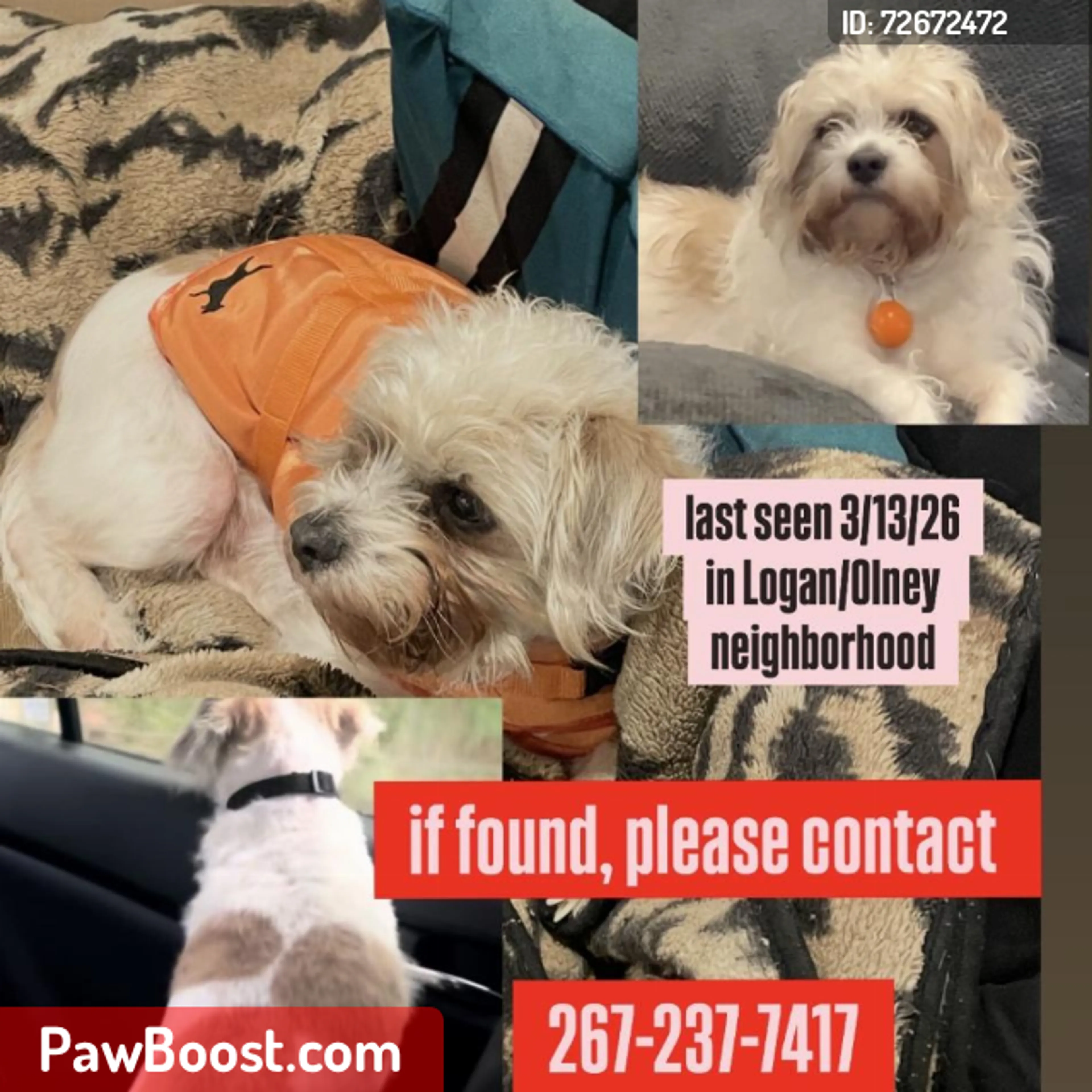 Lost pet