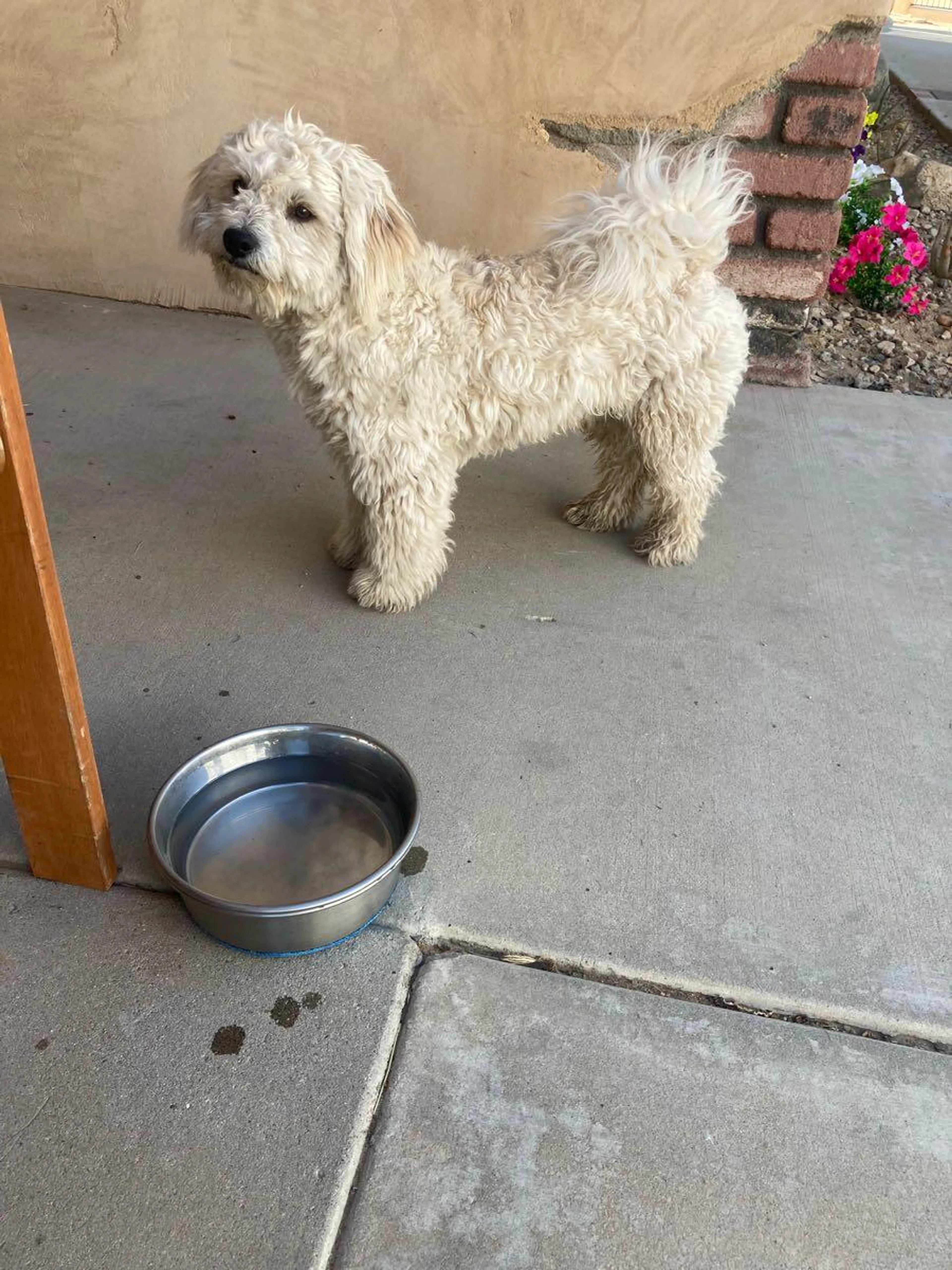 Found pet