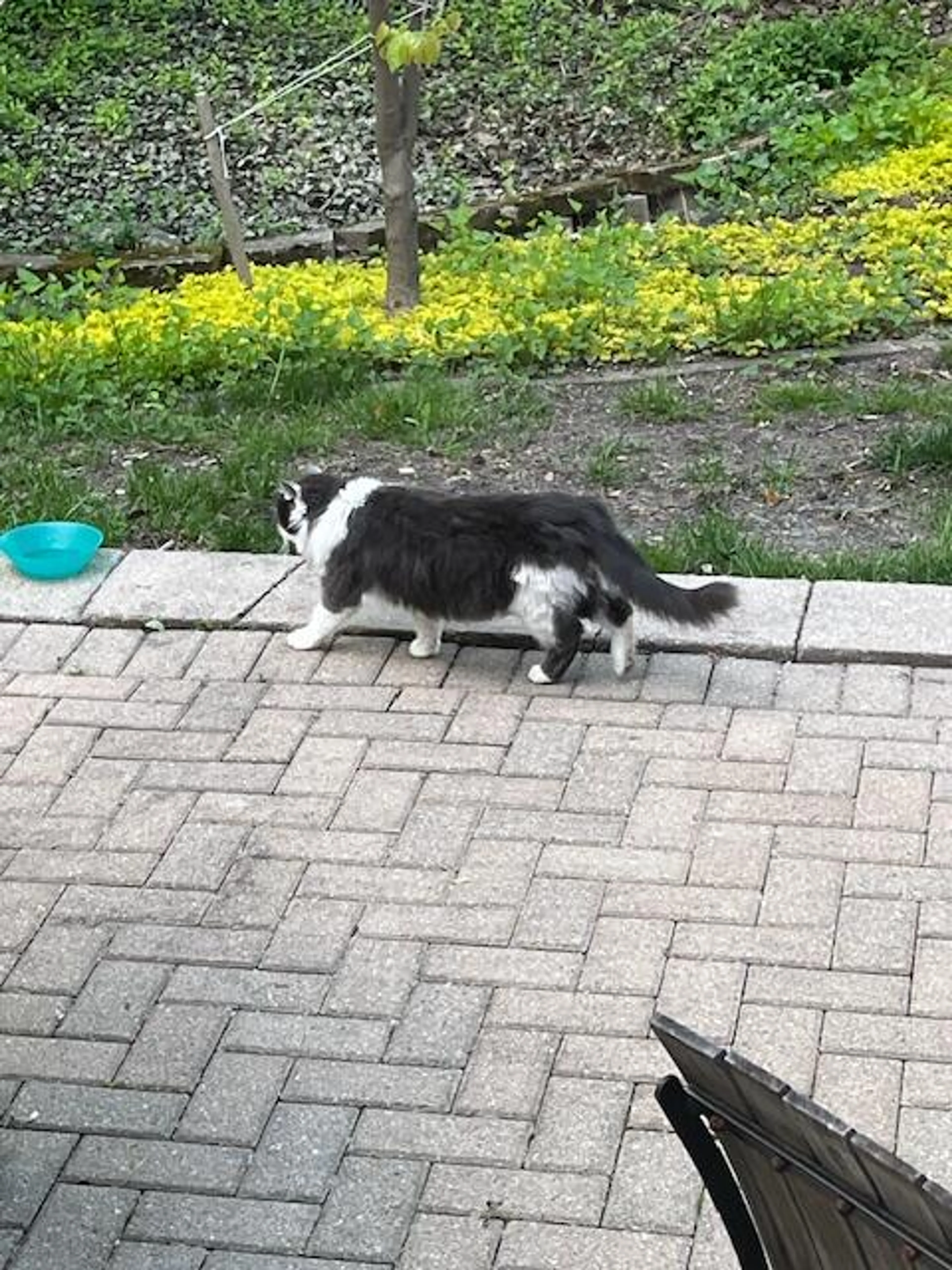 Found pet