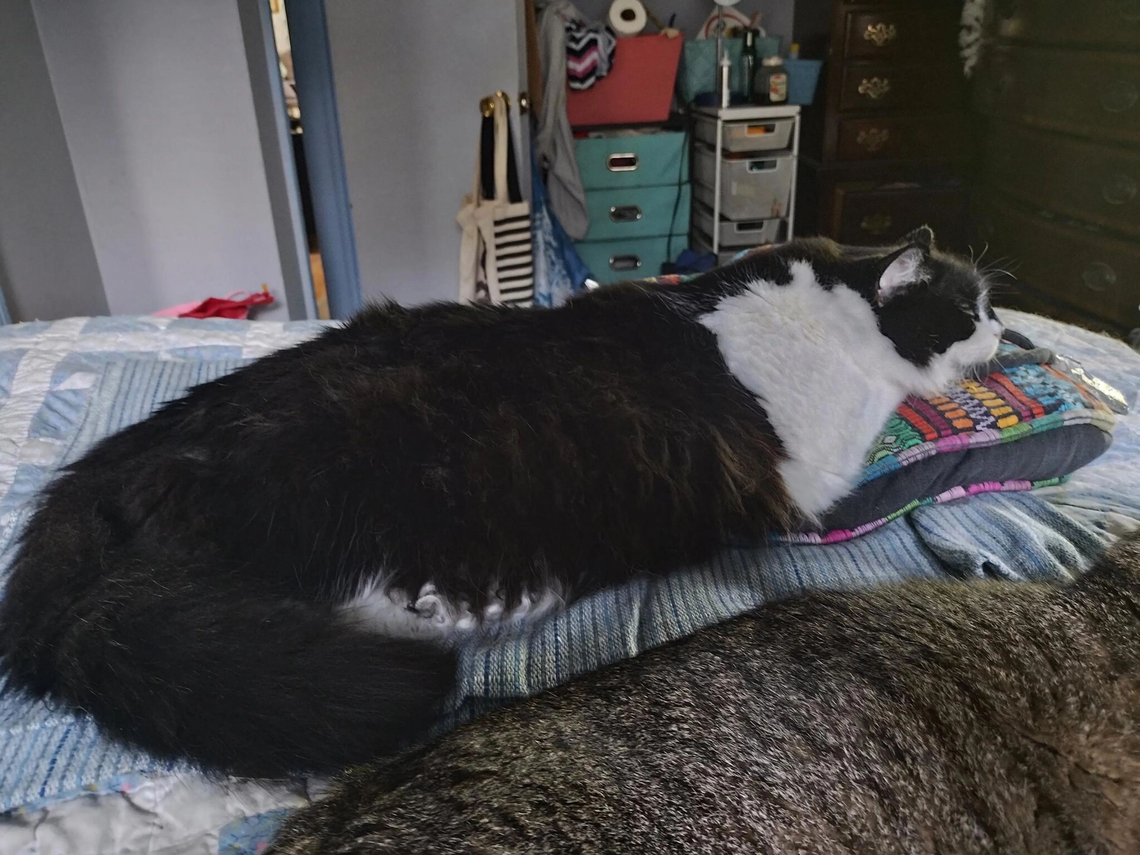 Lost pet