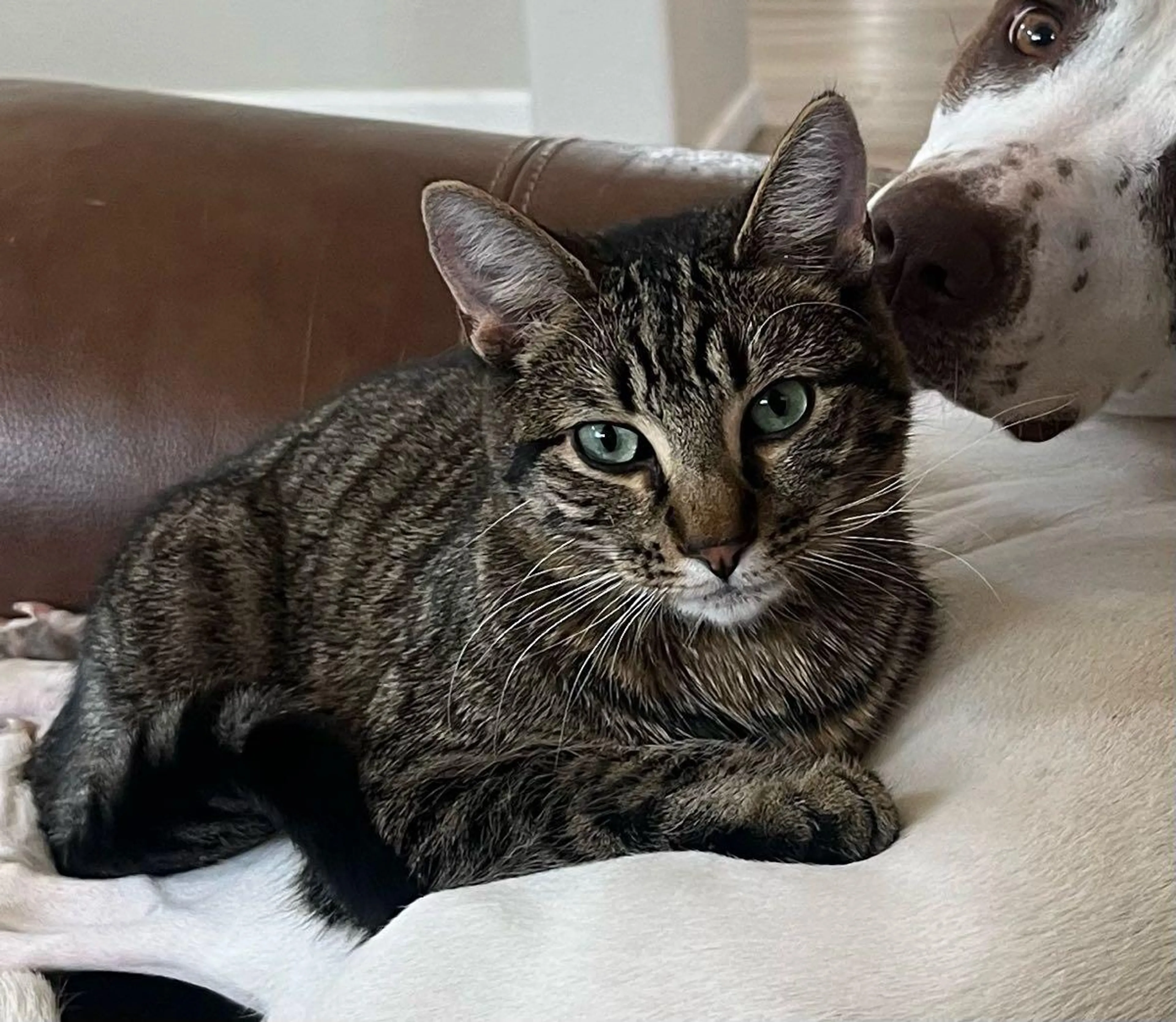 Lost pet