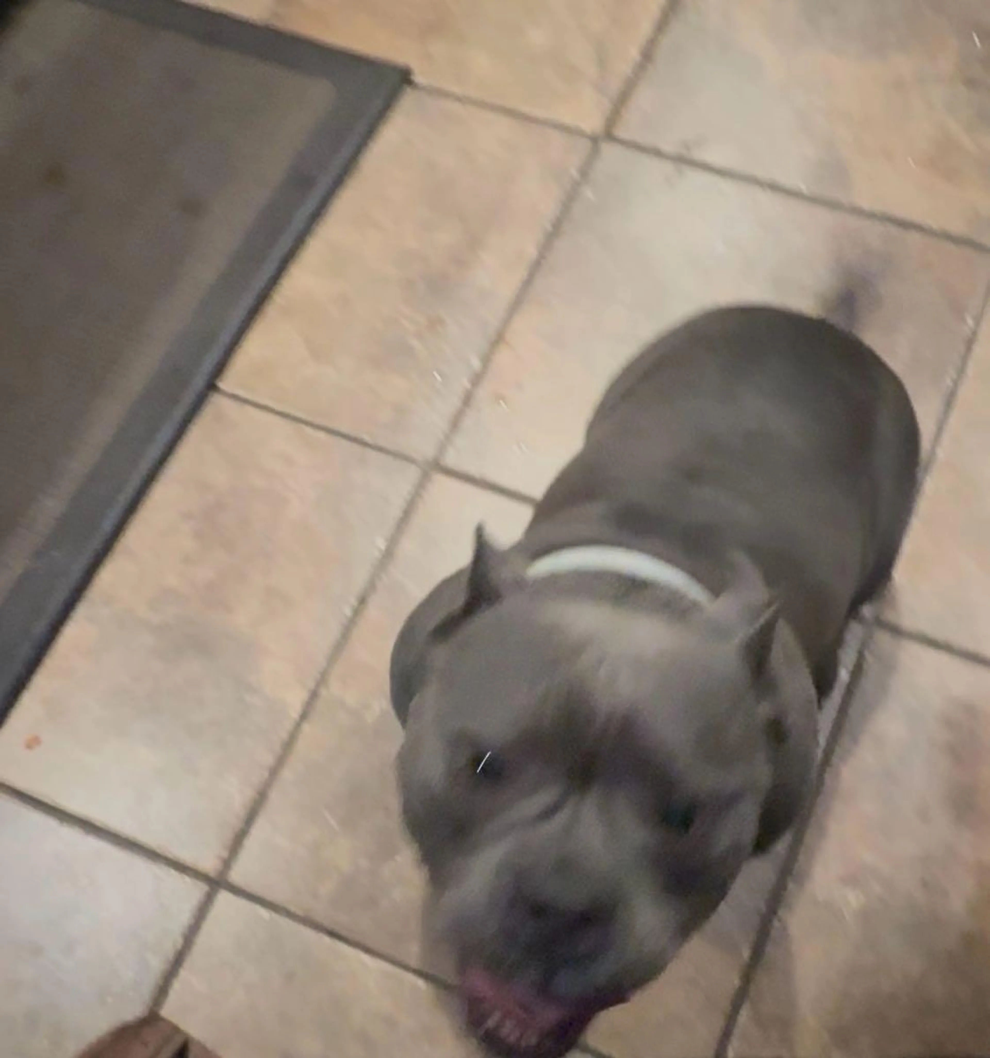Found pet