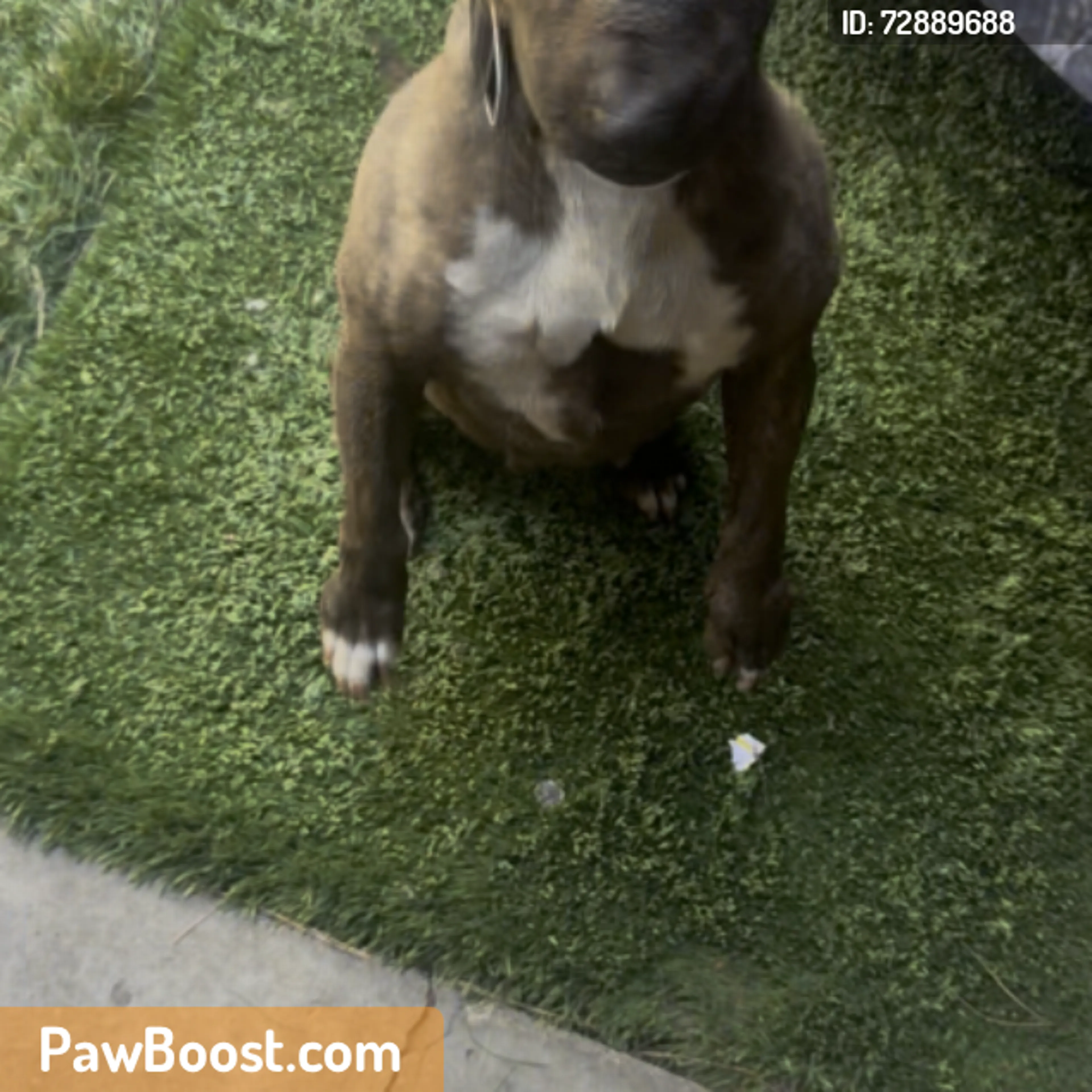 Found pet