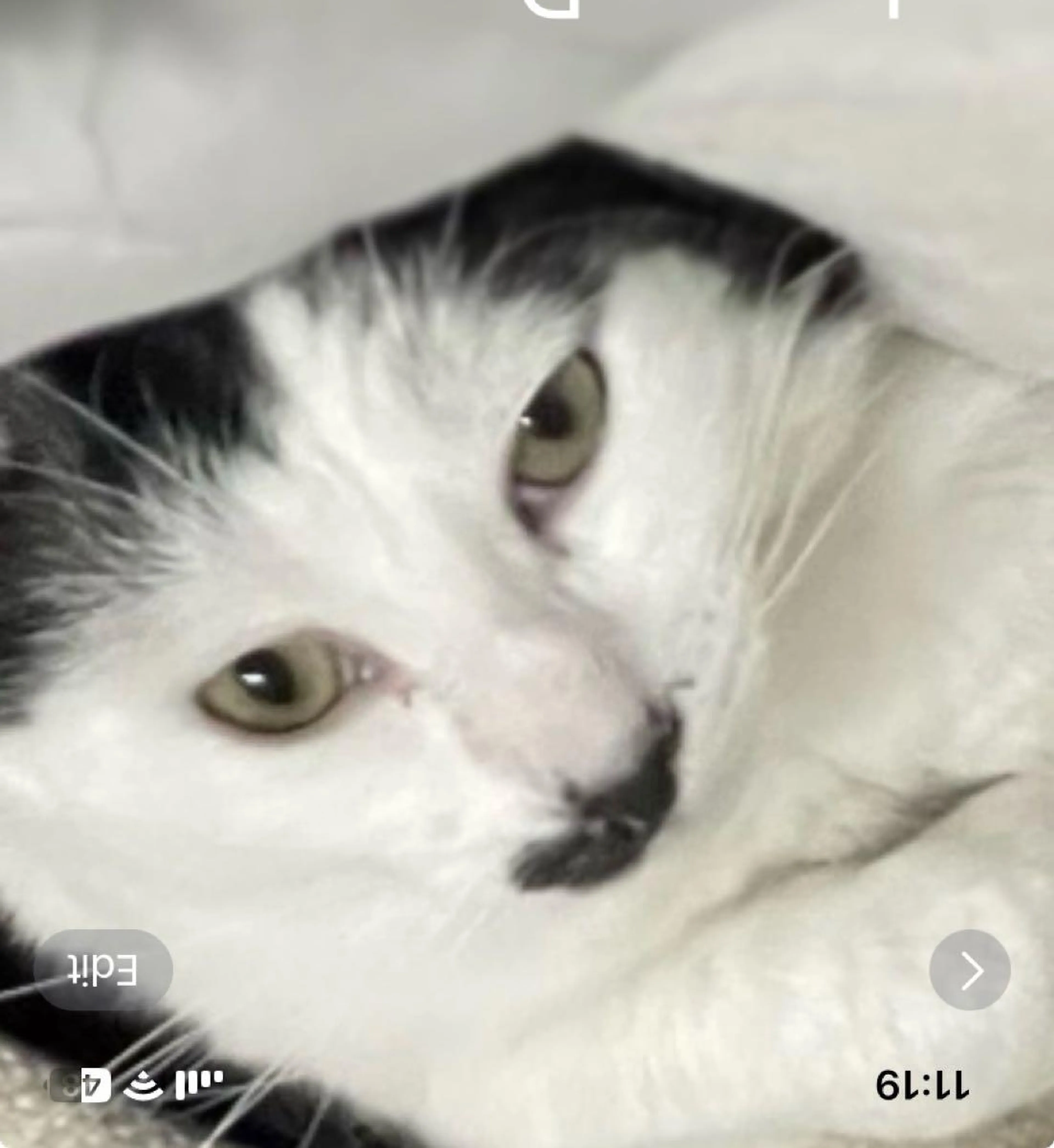 Lost pet