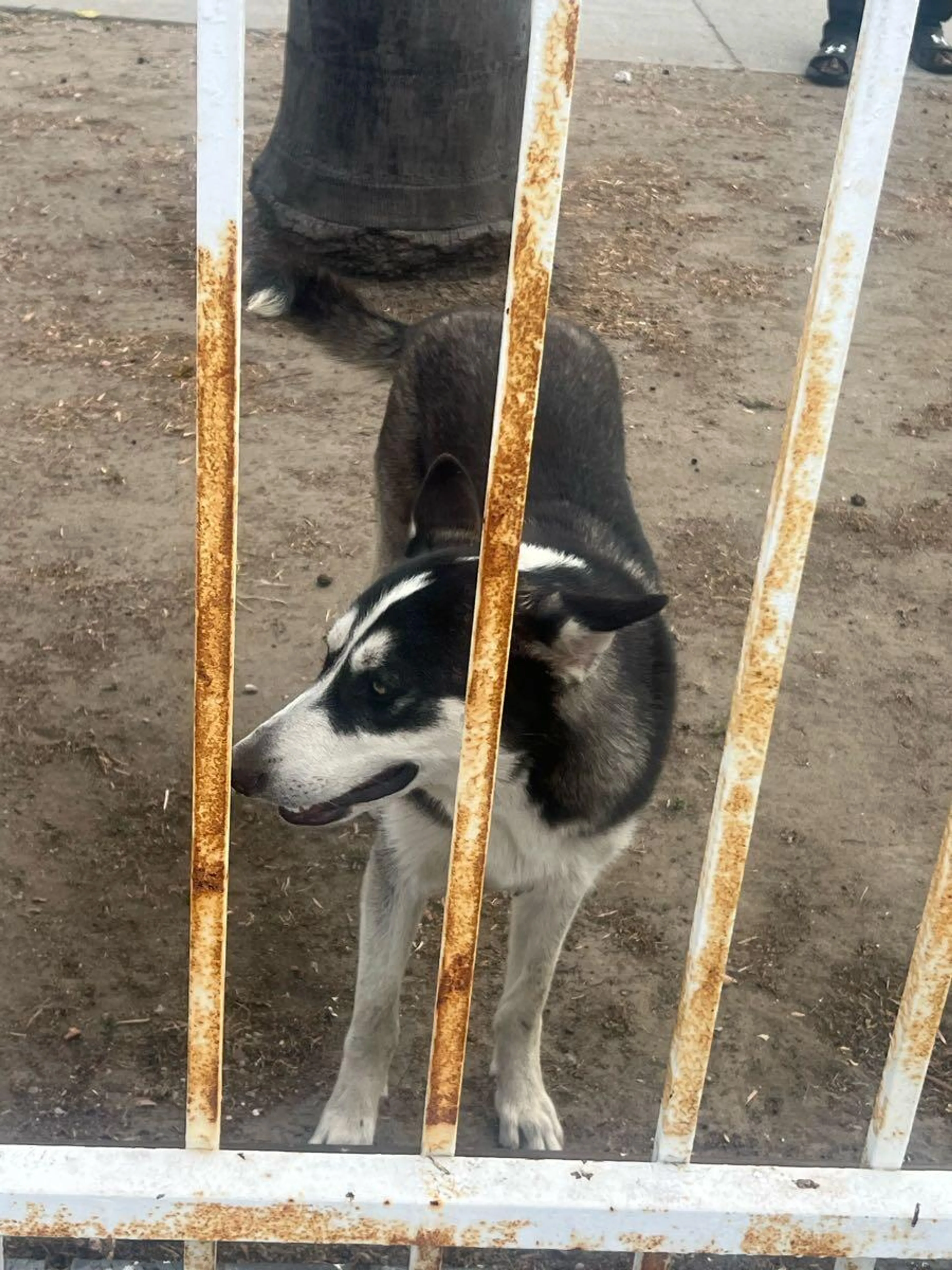 Found pet