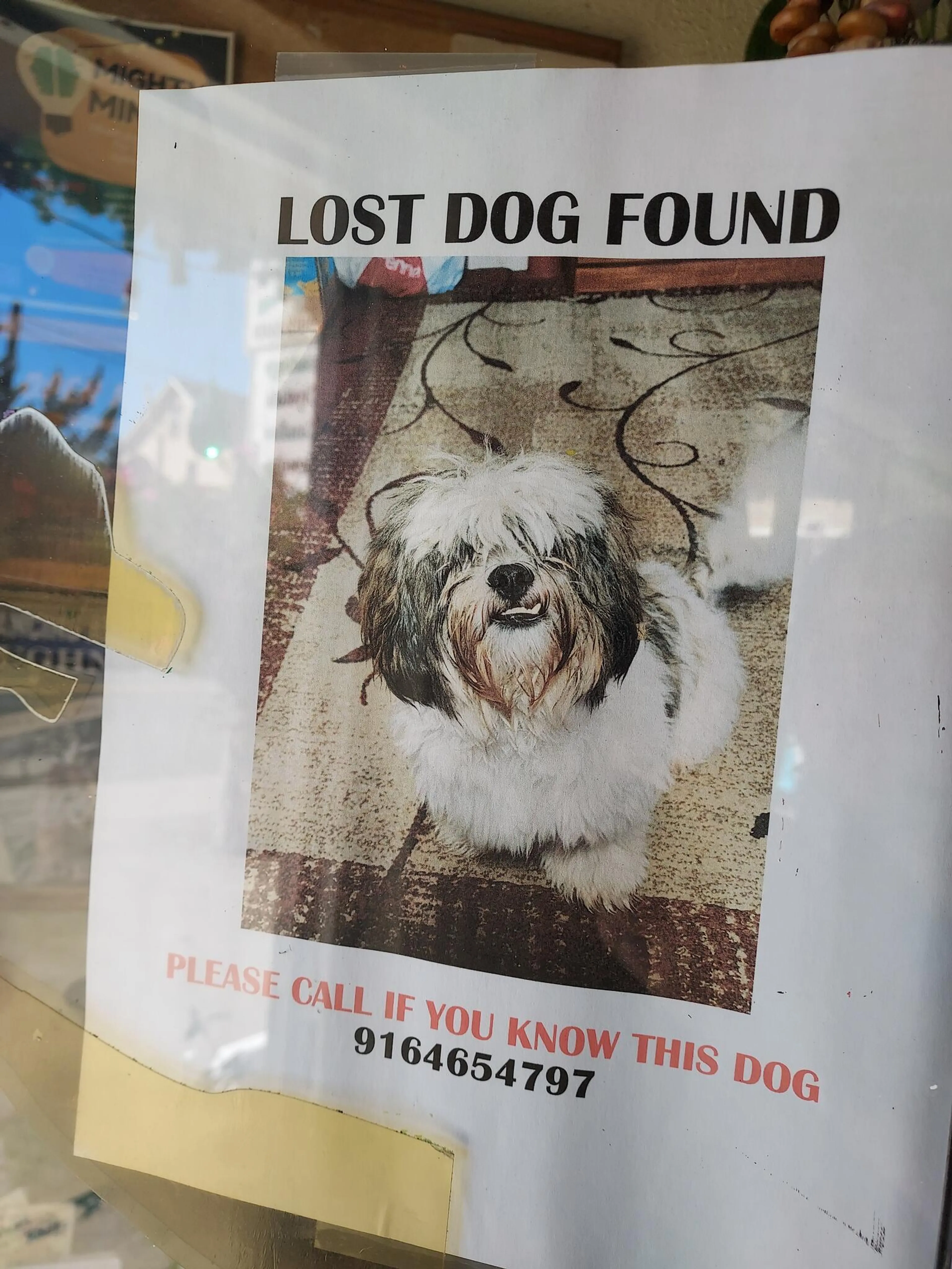 Found pet