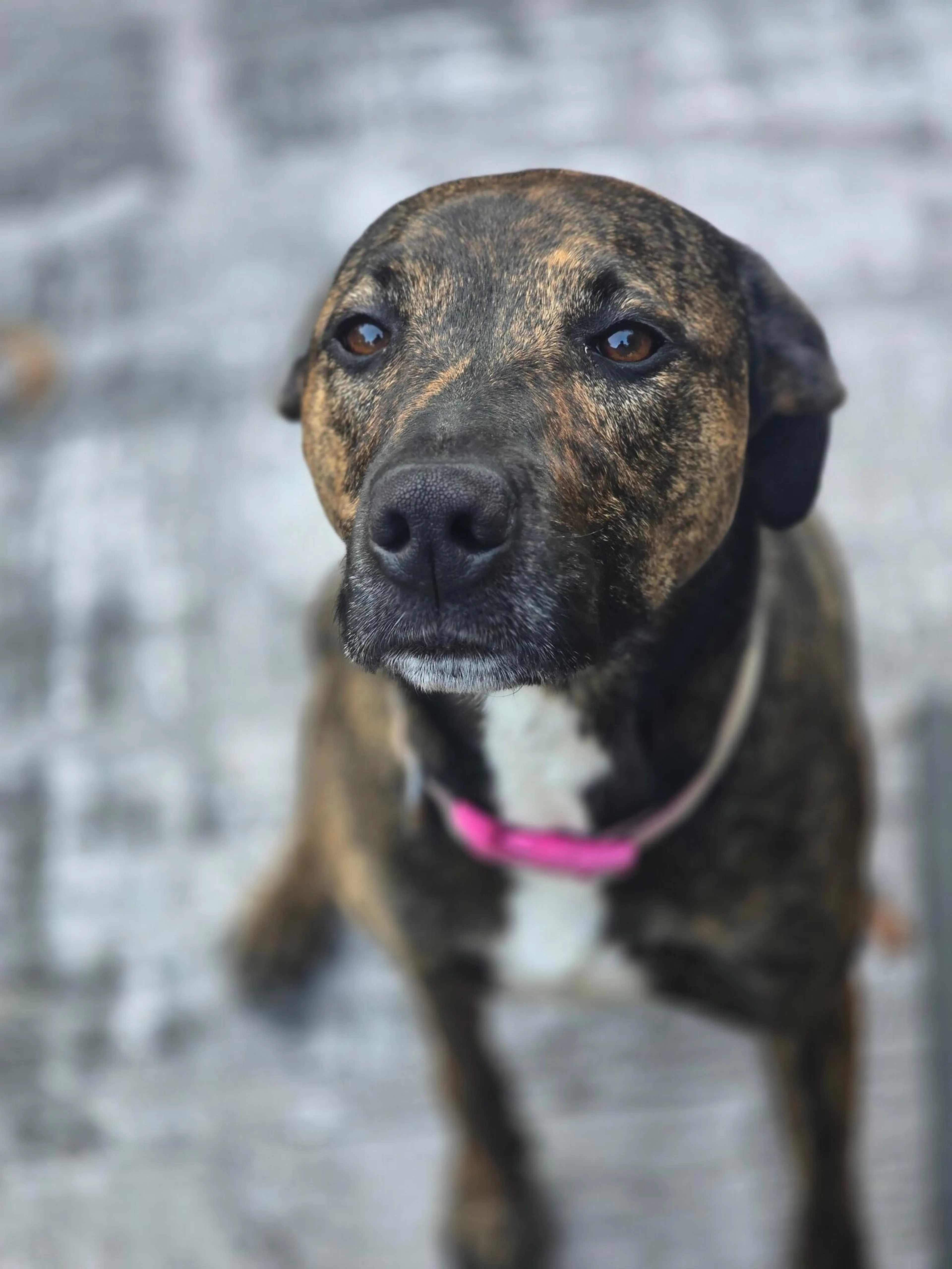 Lost pet