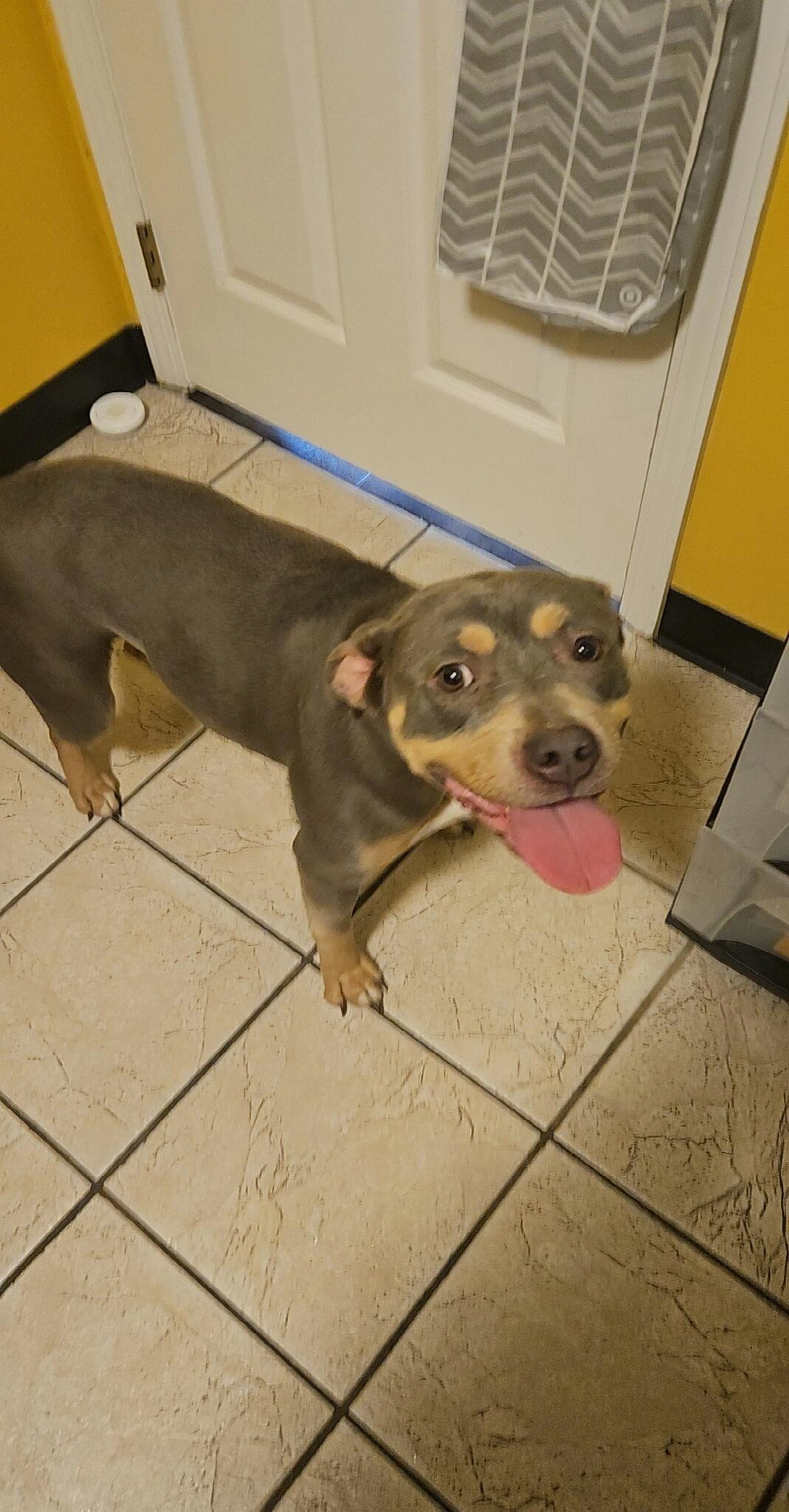 Found pet