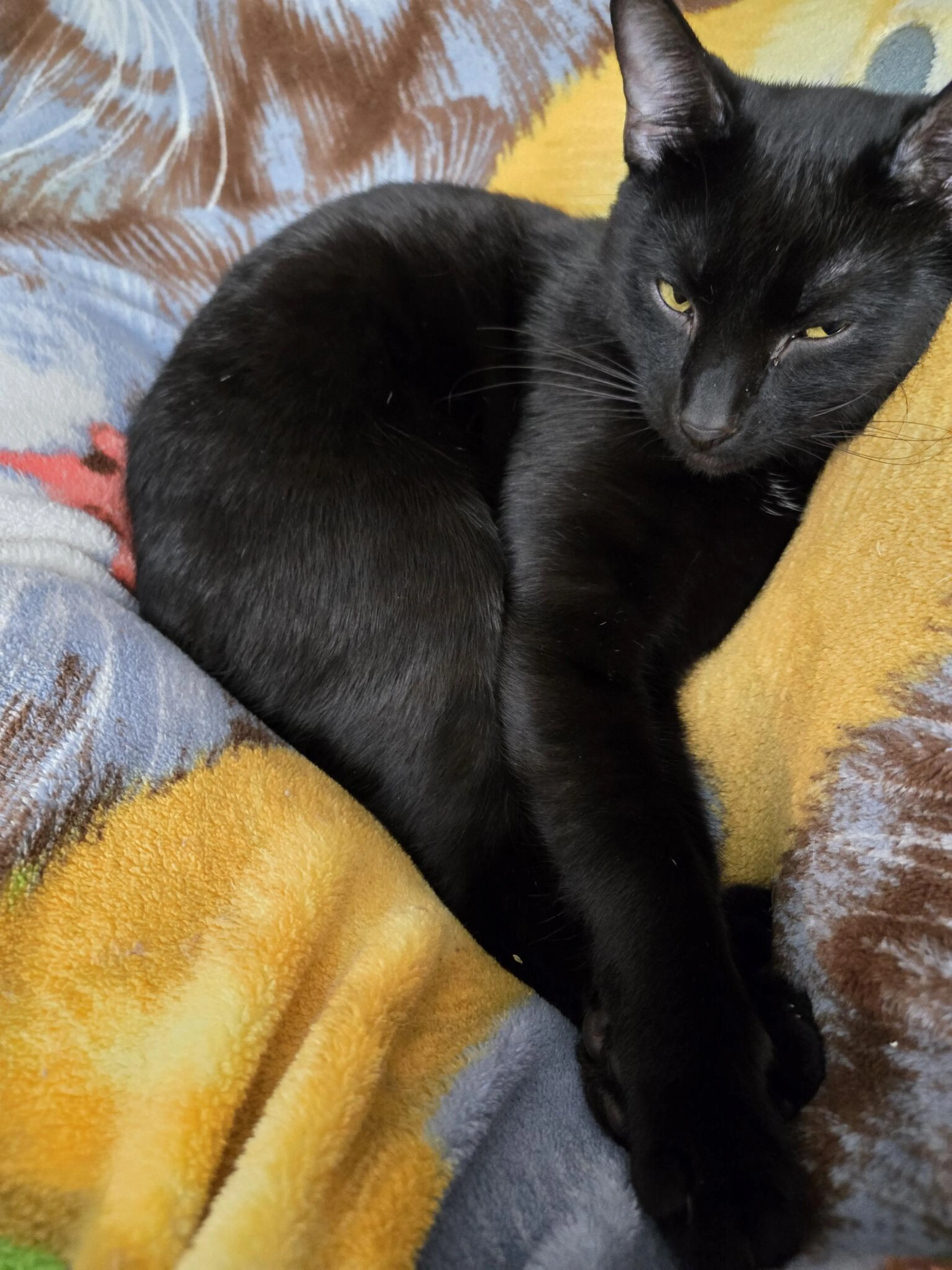 cdn image
