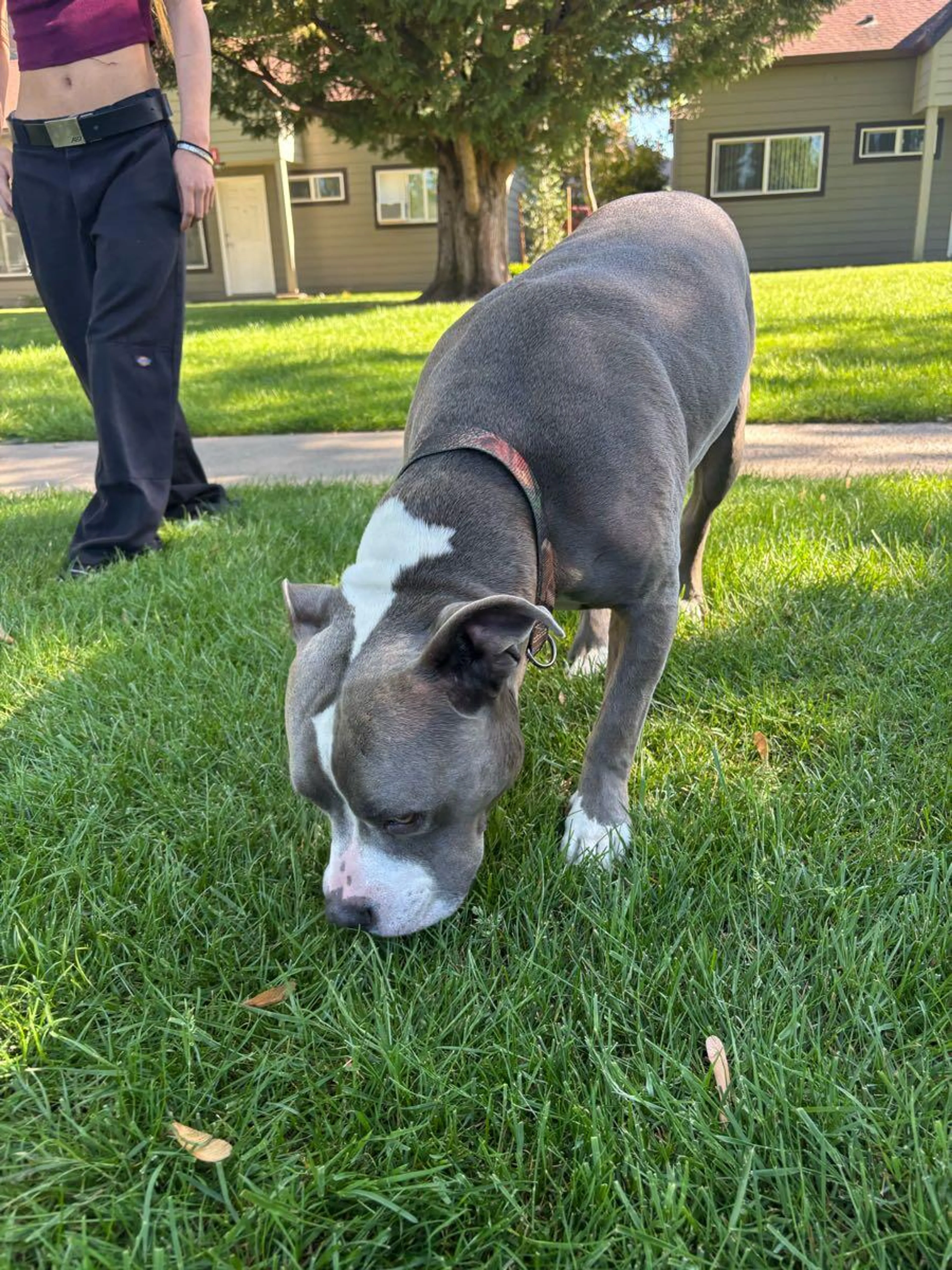 Found pet