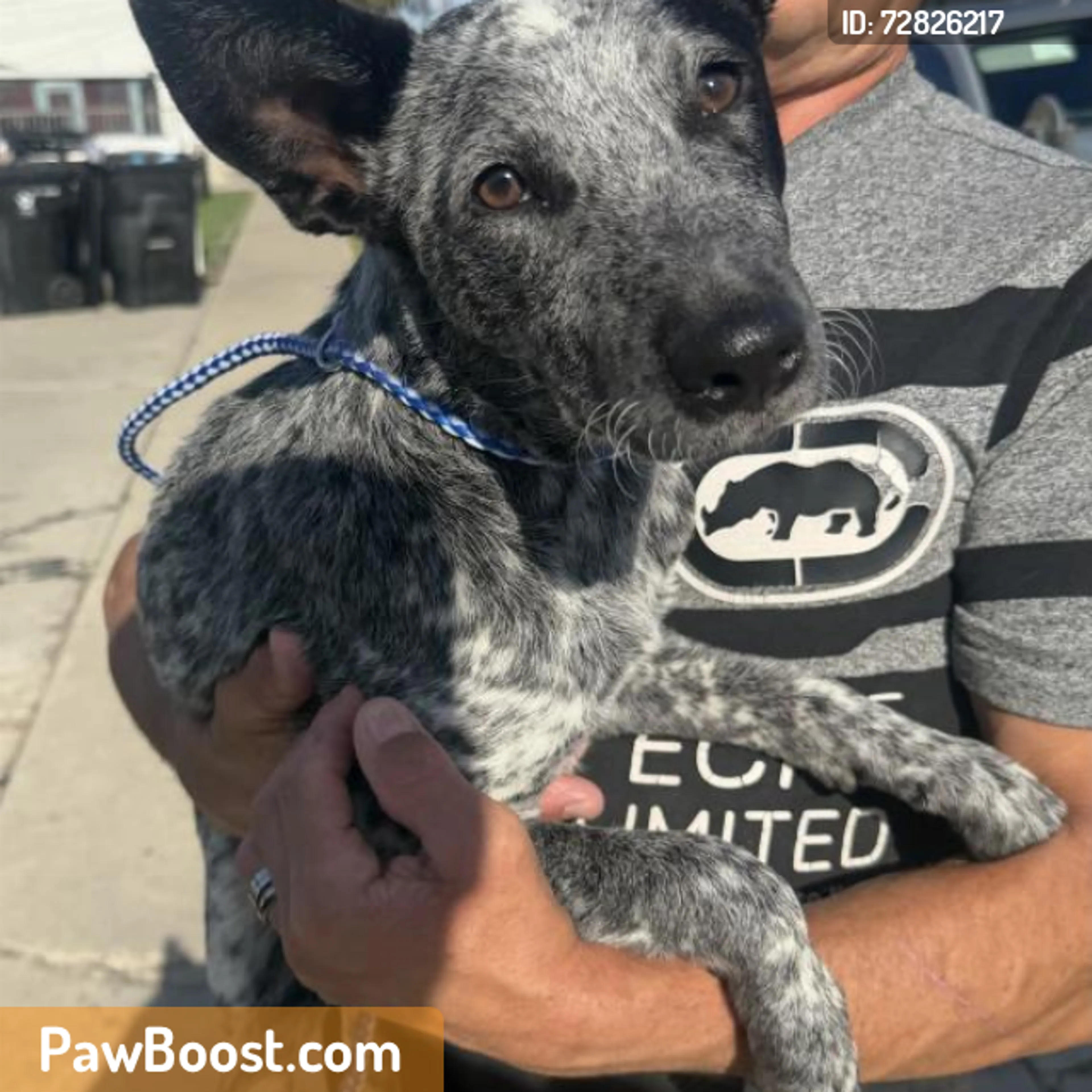 Found pet