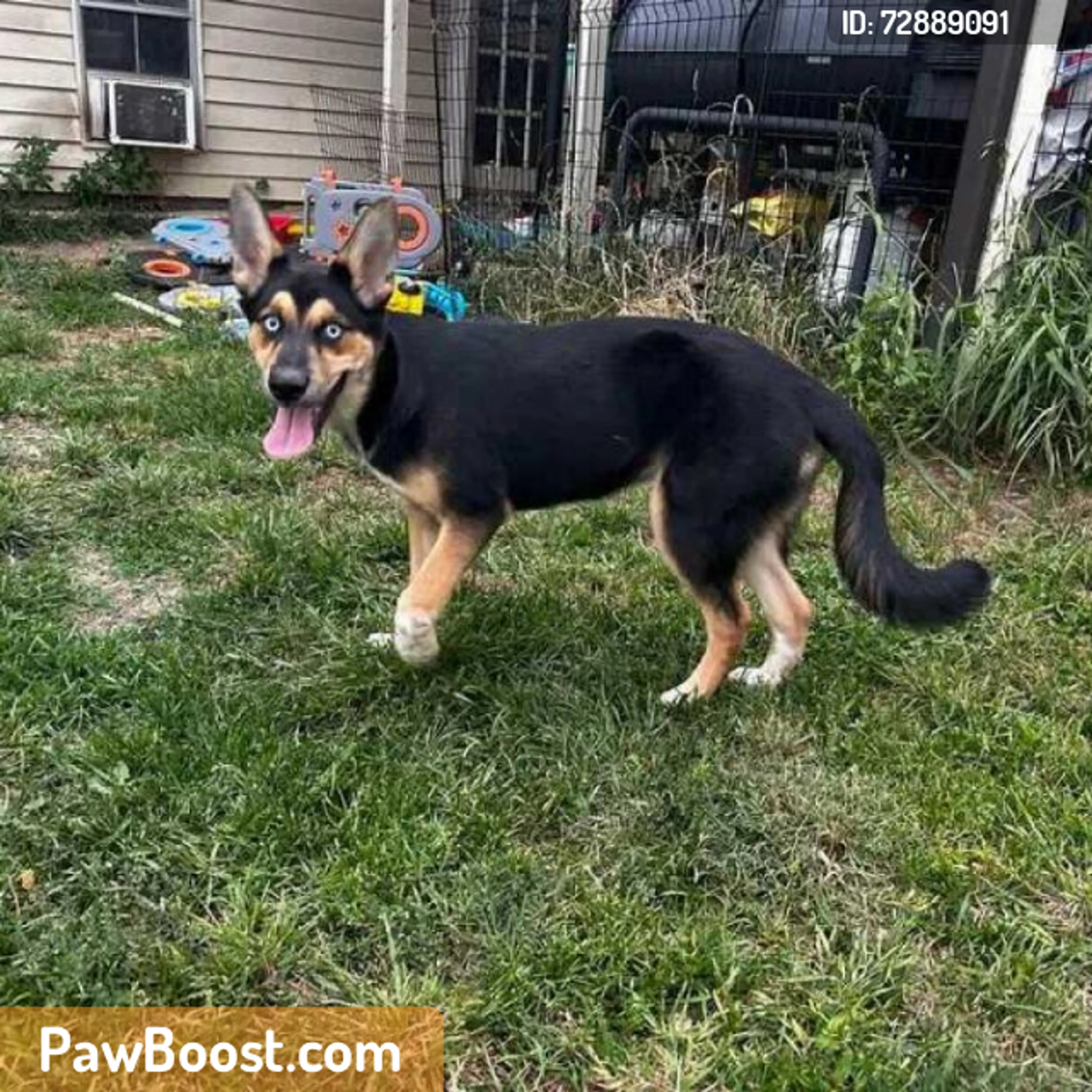 Found pet