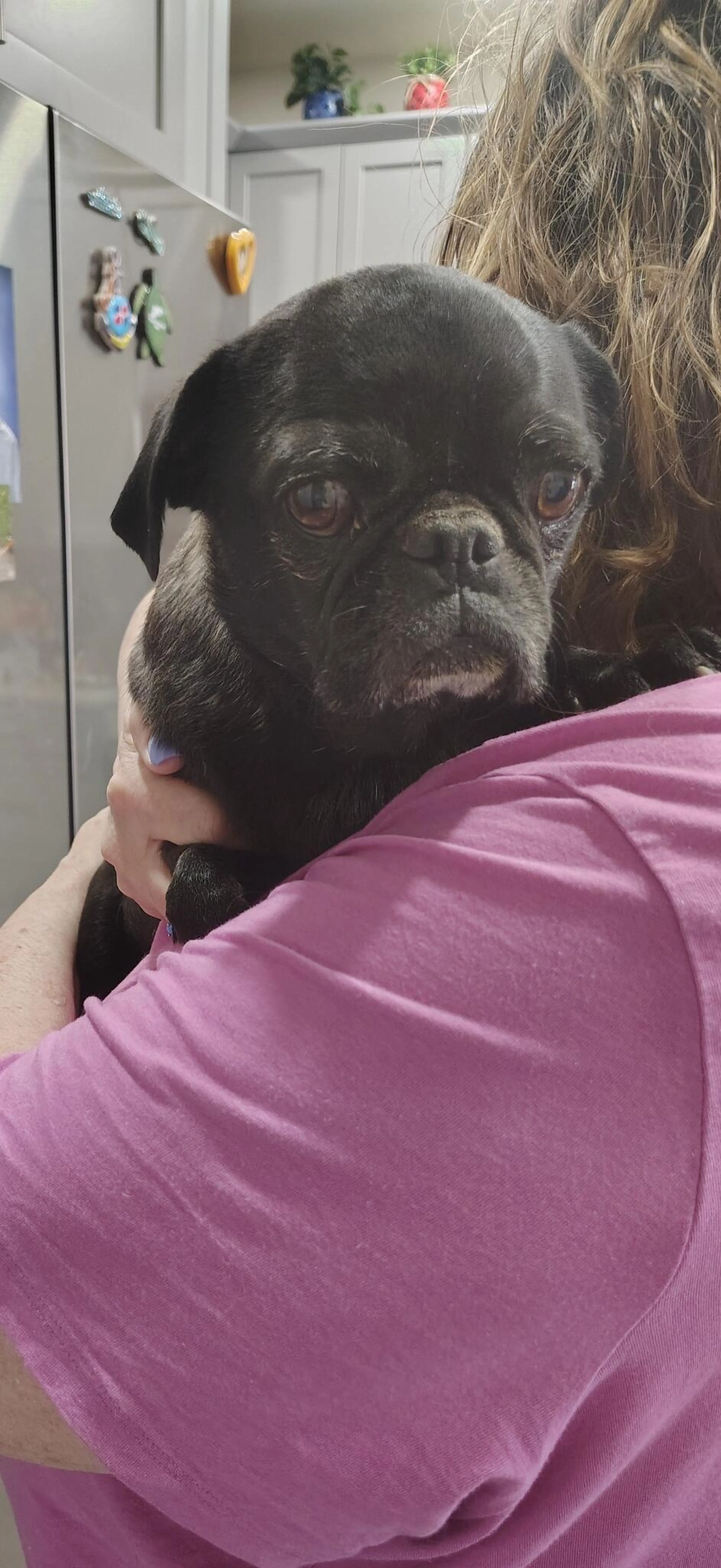 Found pet