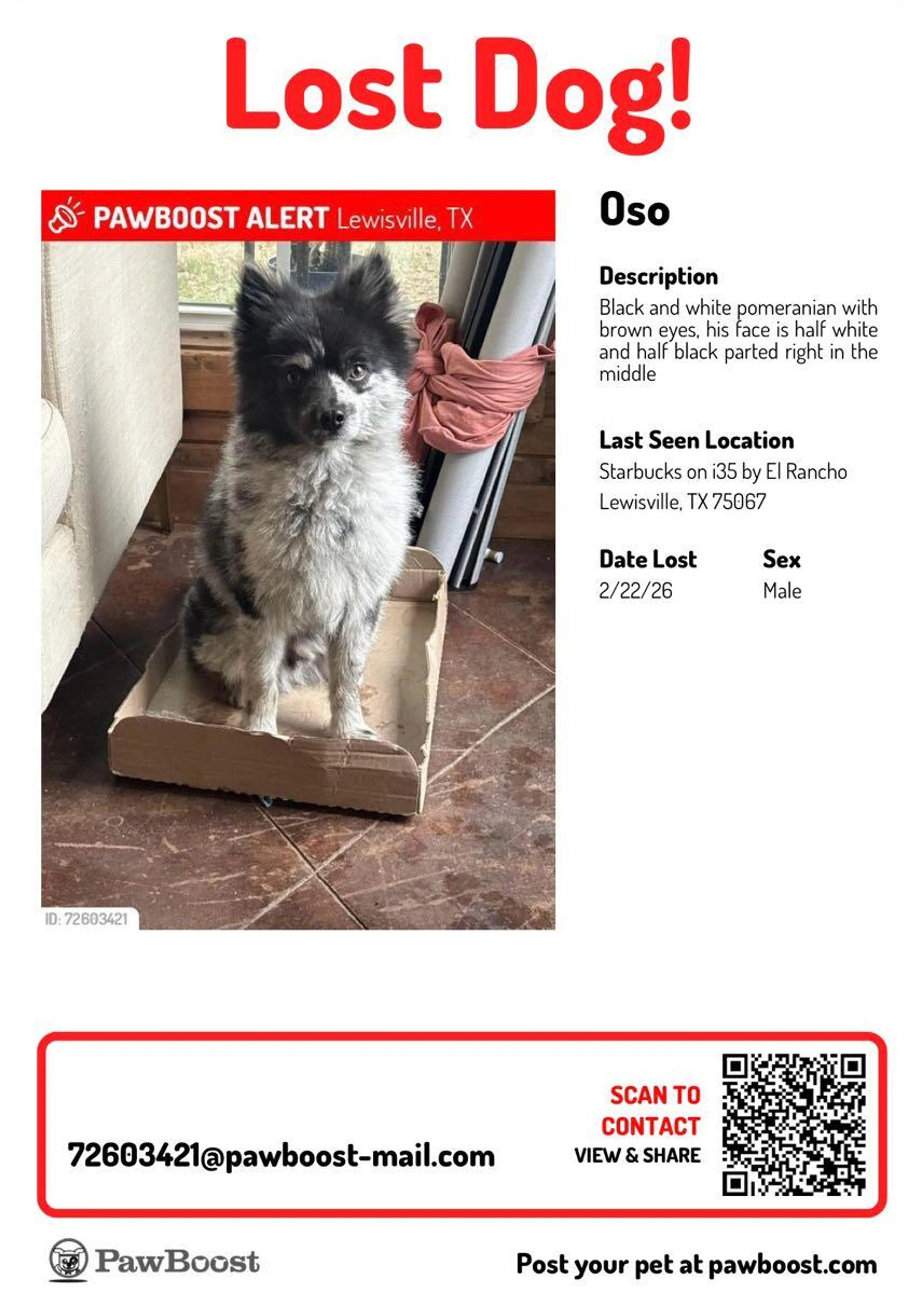 Lost pet