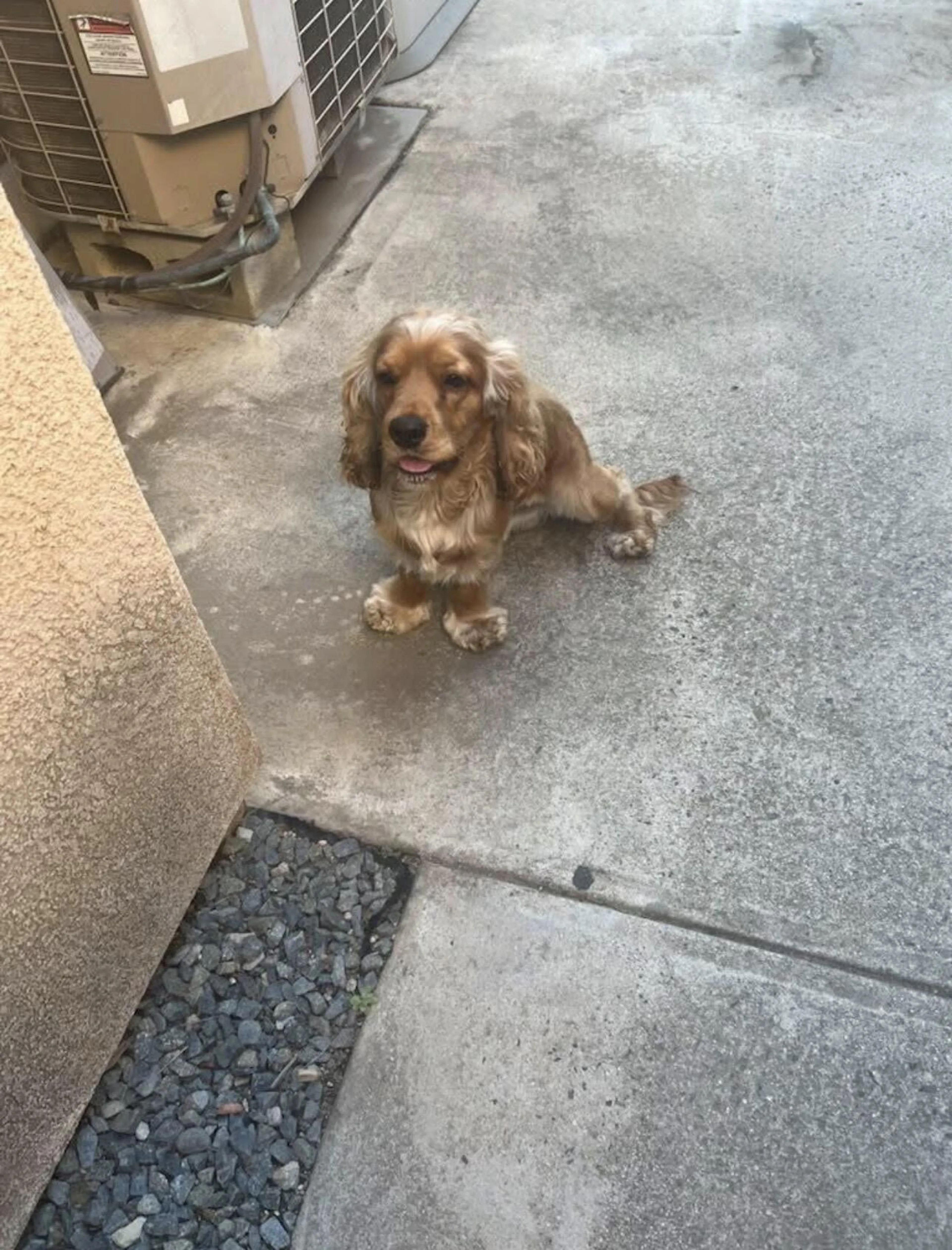 Found pet