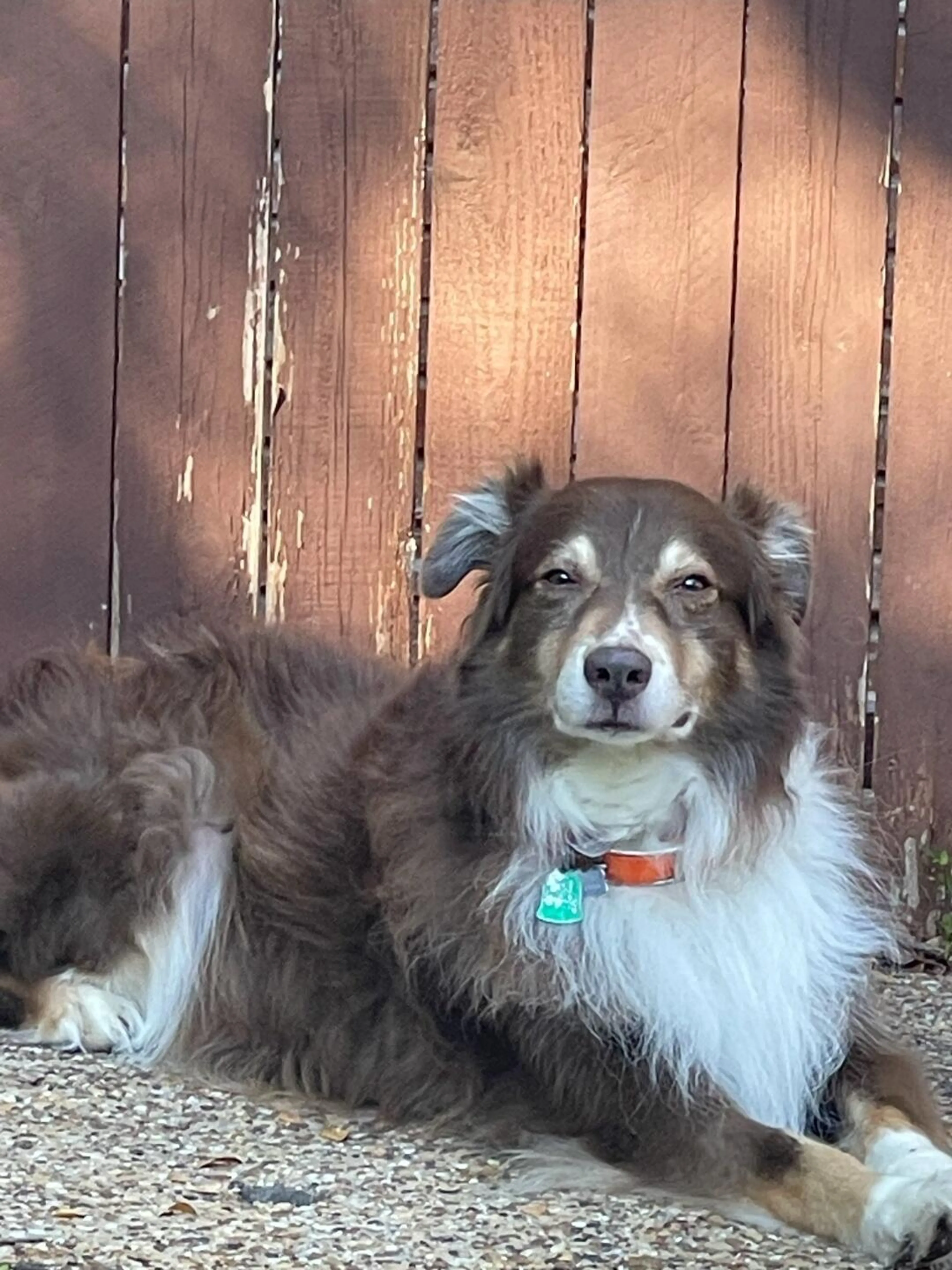 Lost pet