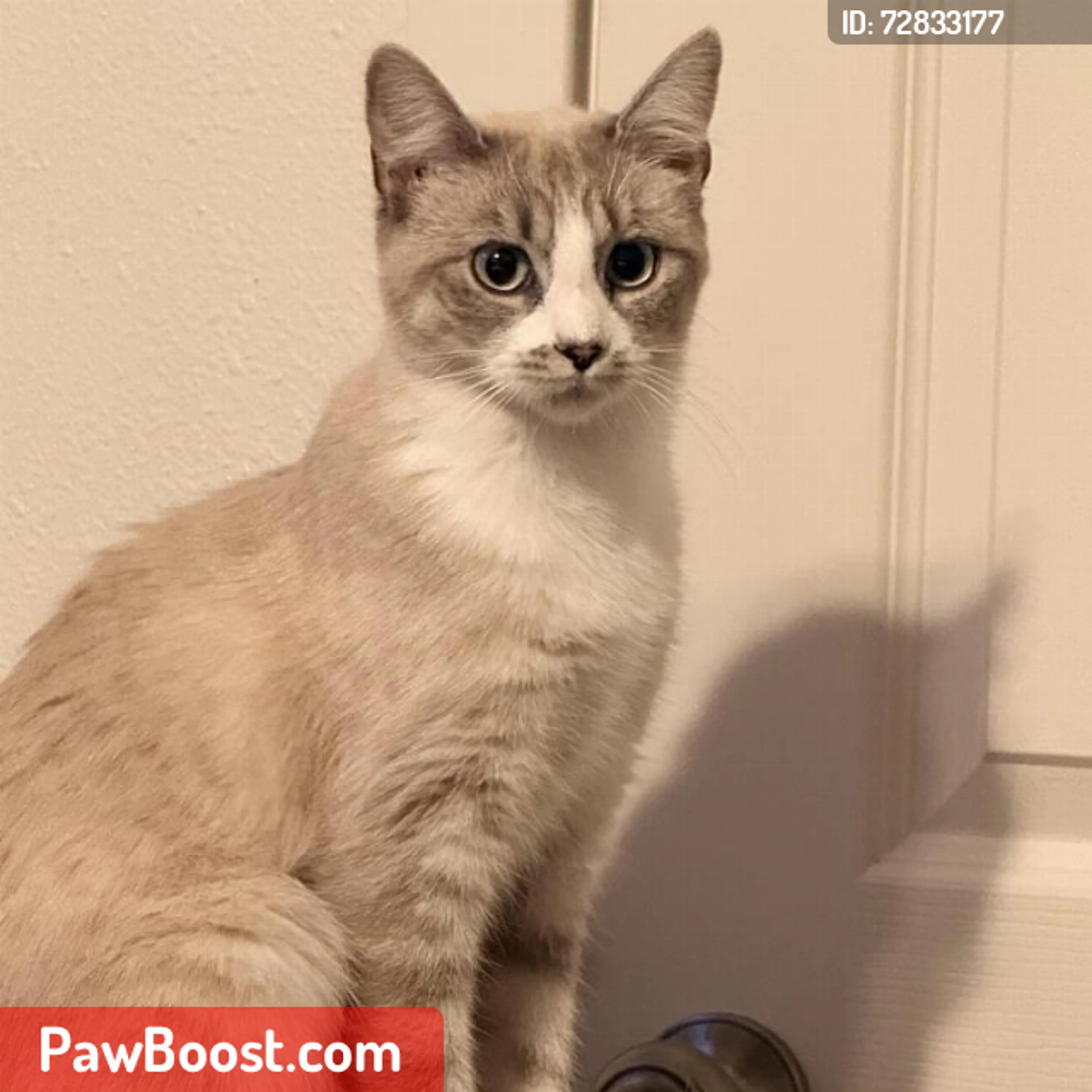 Lost pet