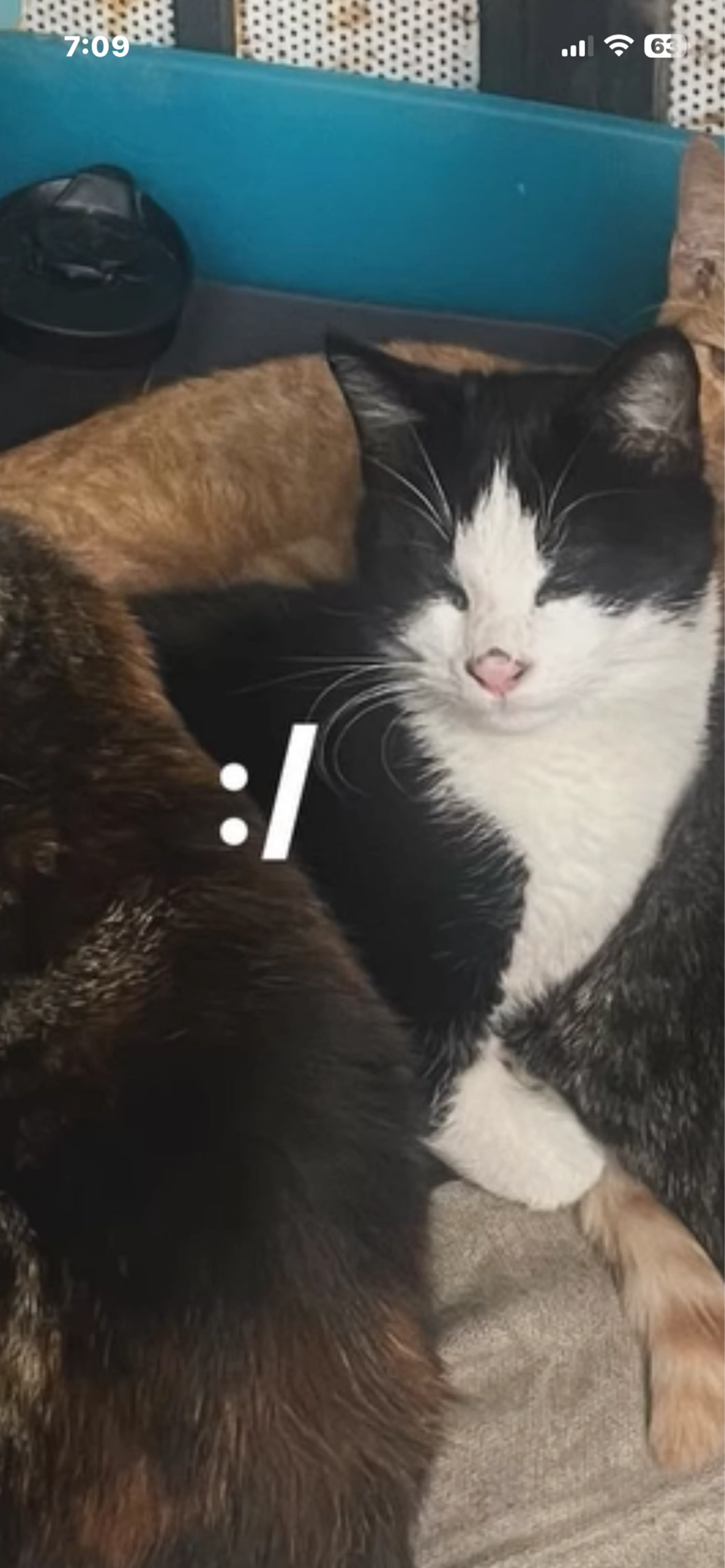 Lost pet