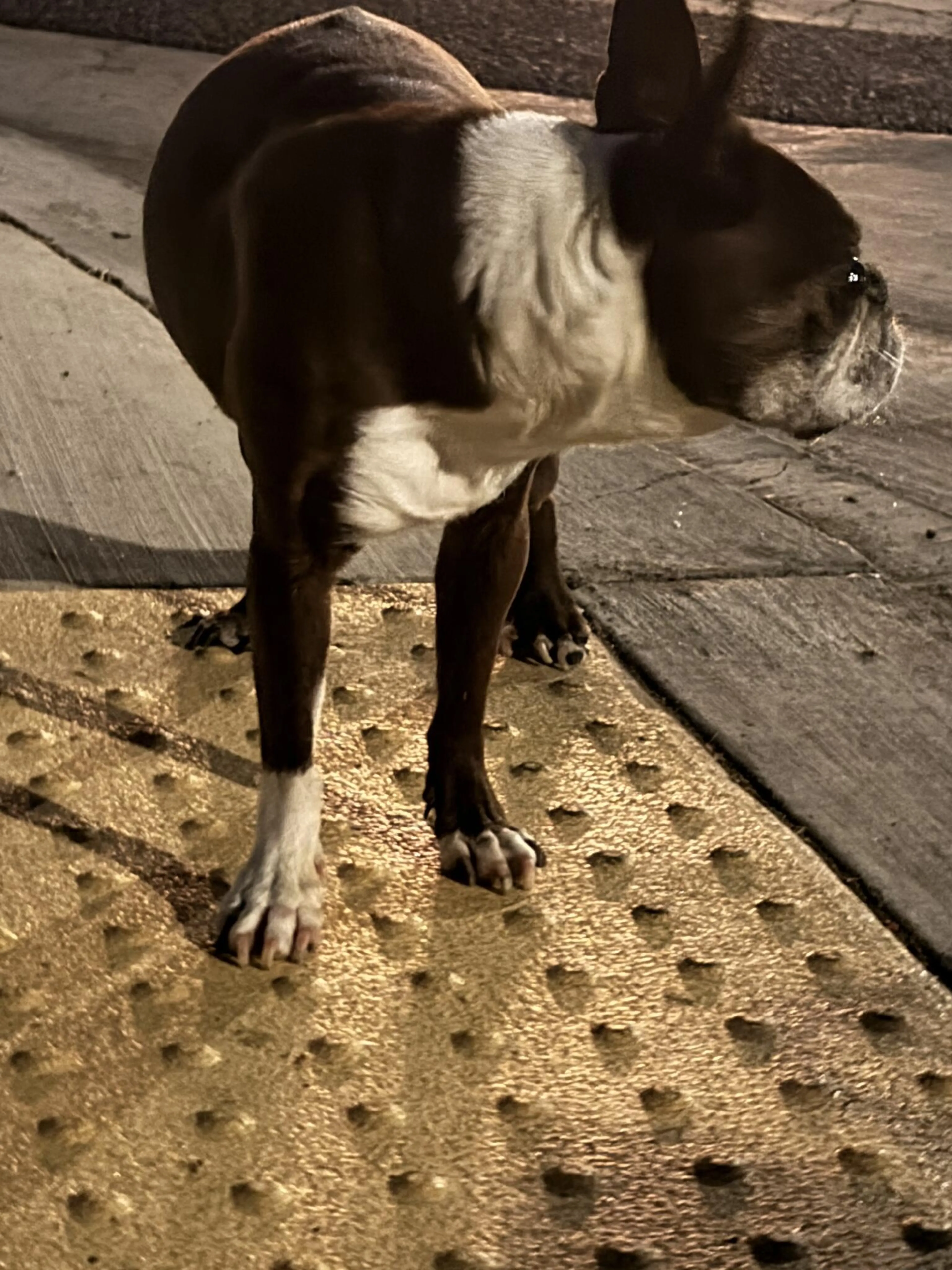 Found pet
