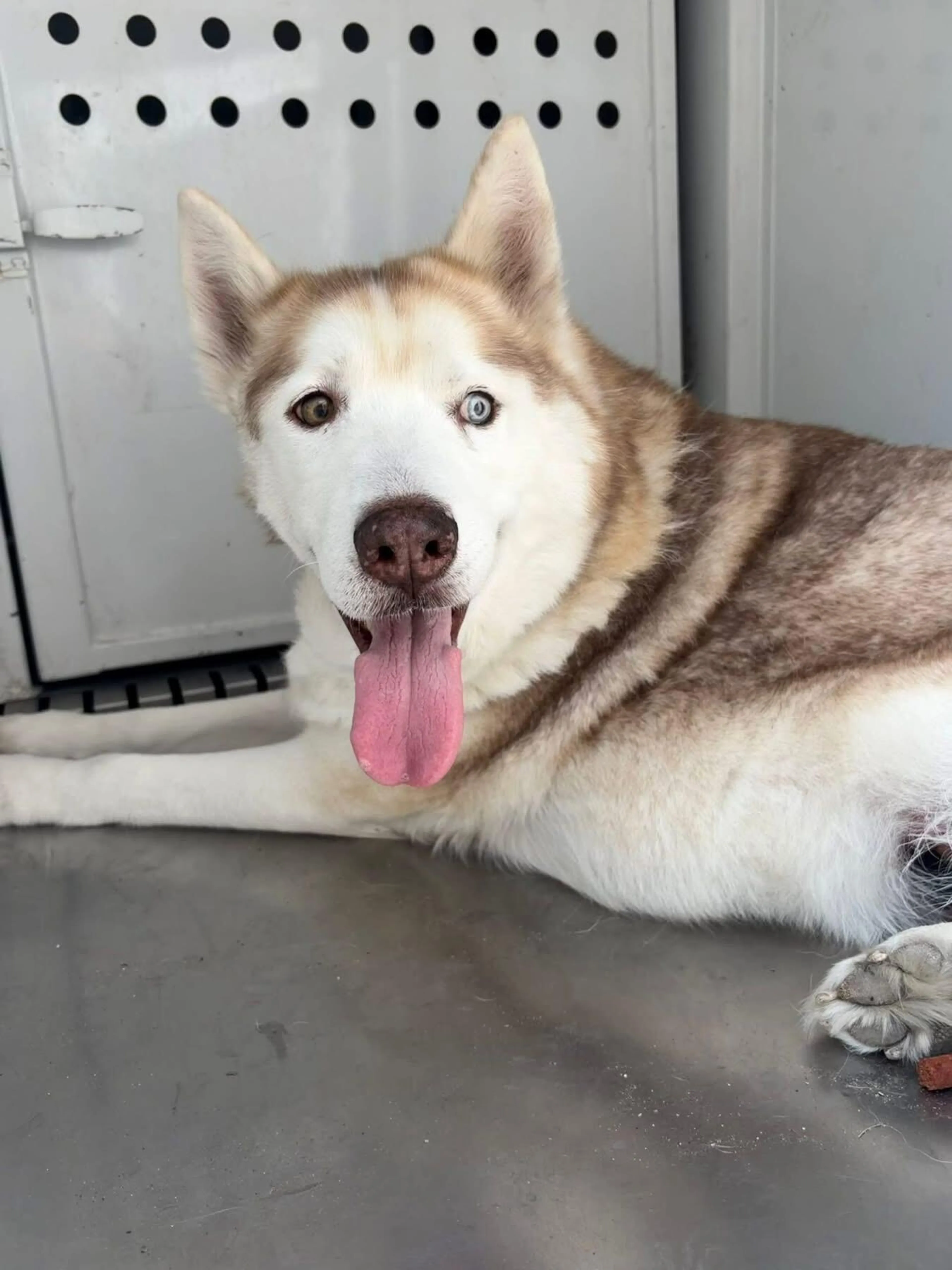 Found pet