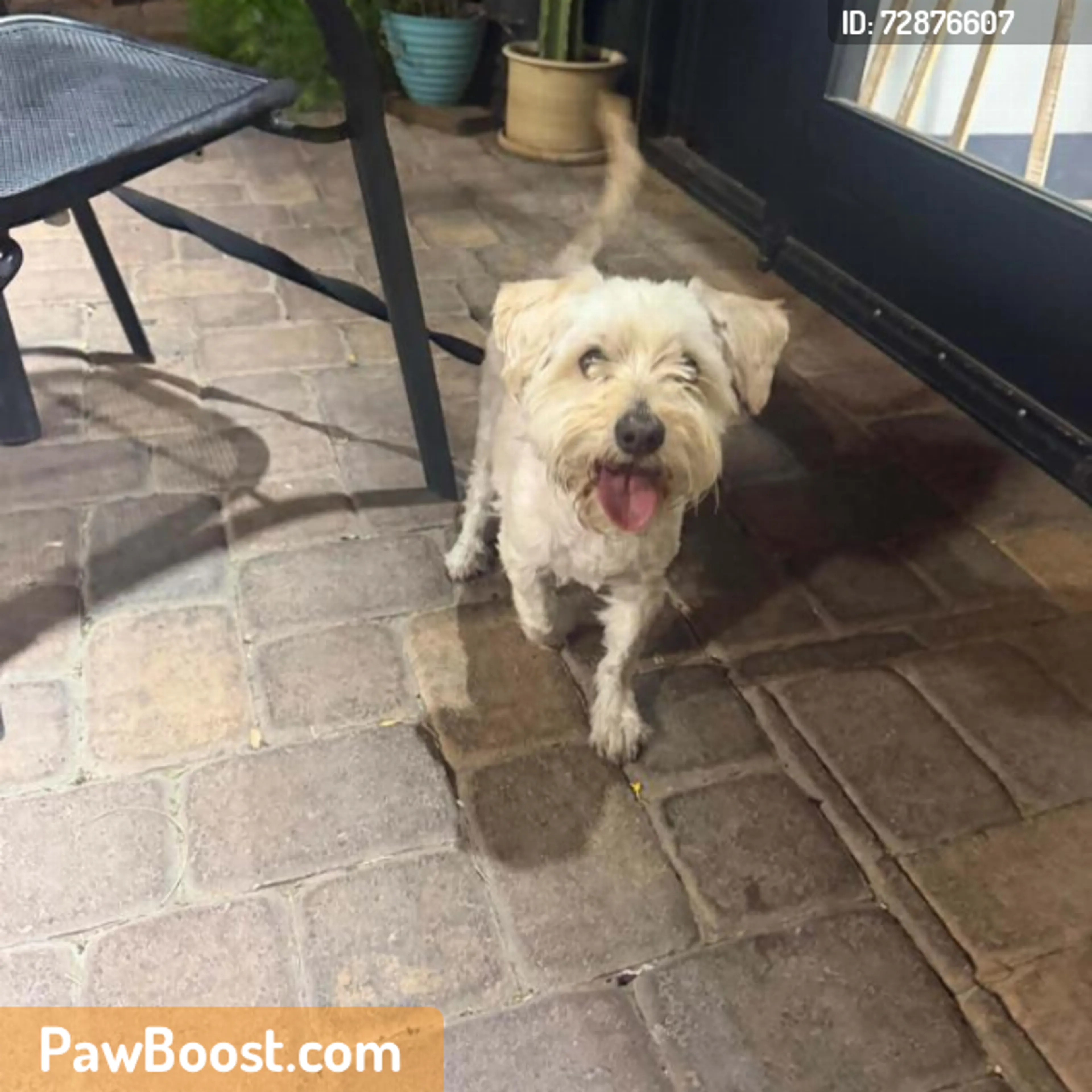 Found pet