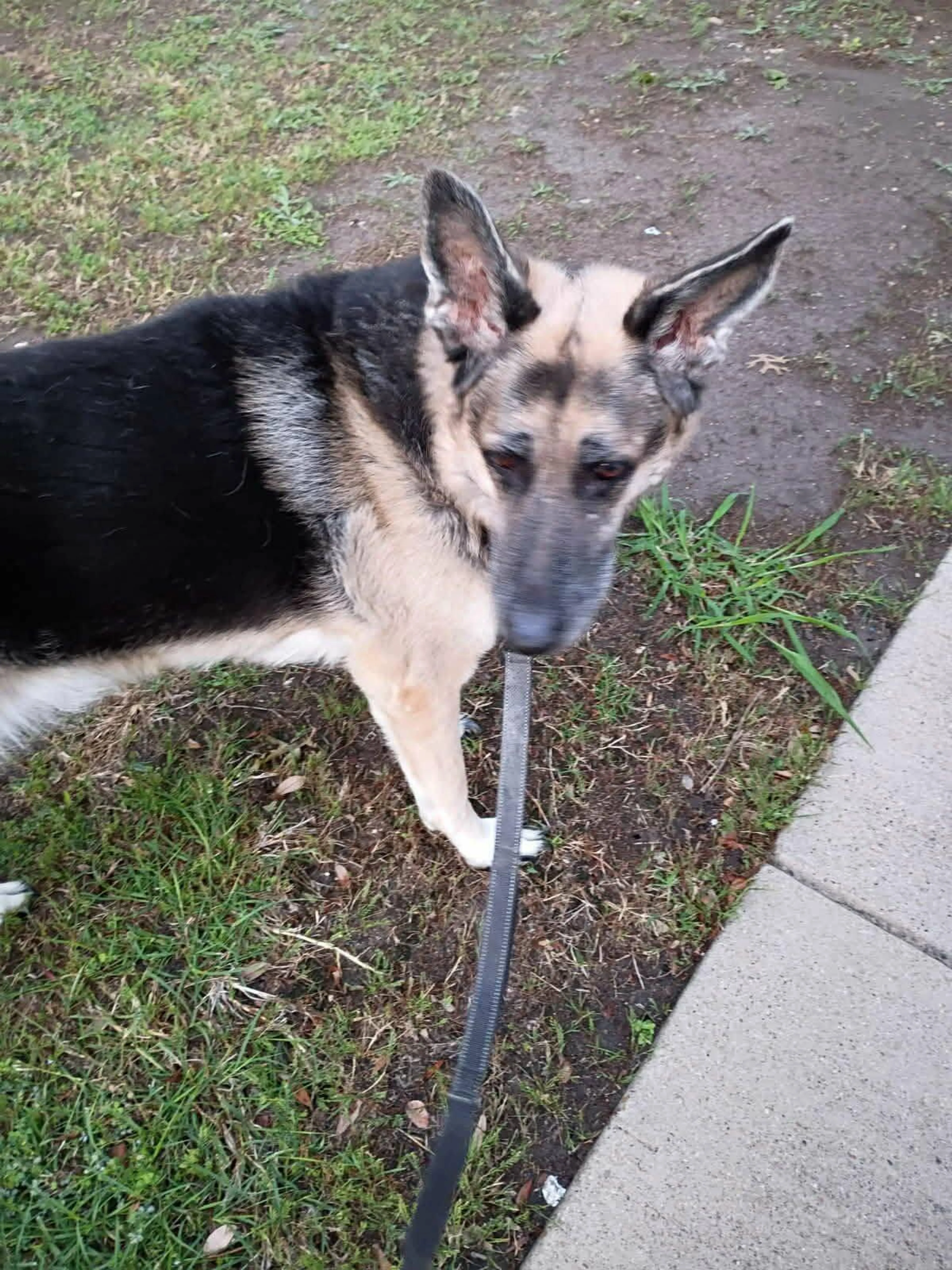 Found pet