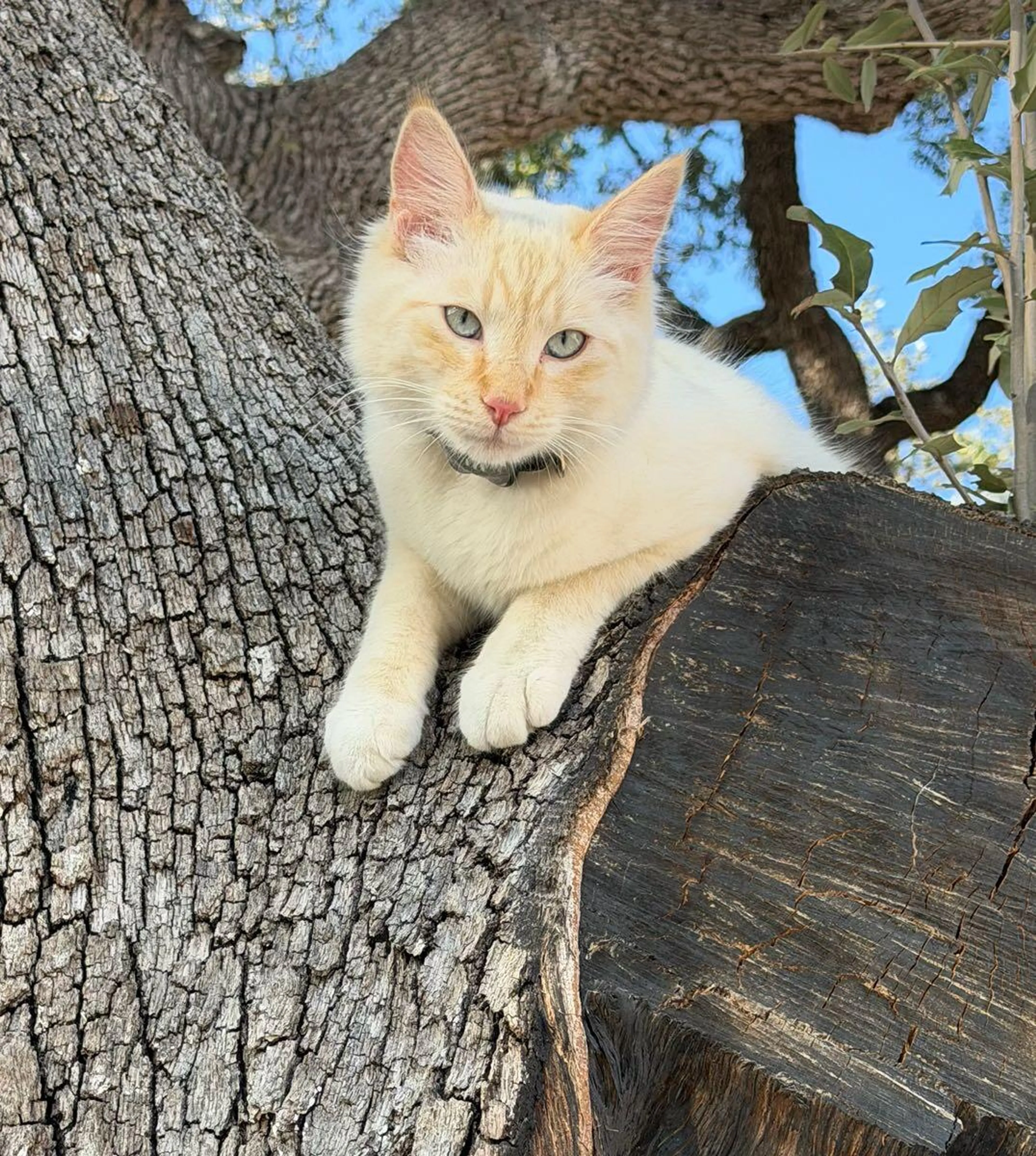Lost pet