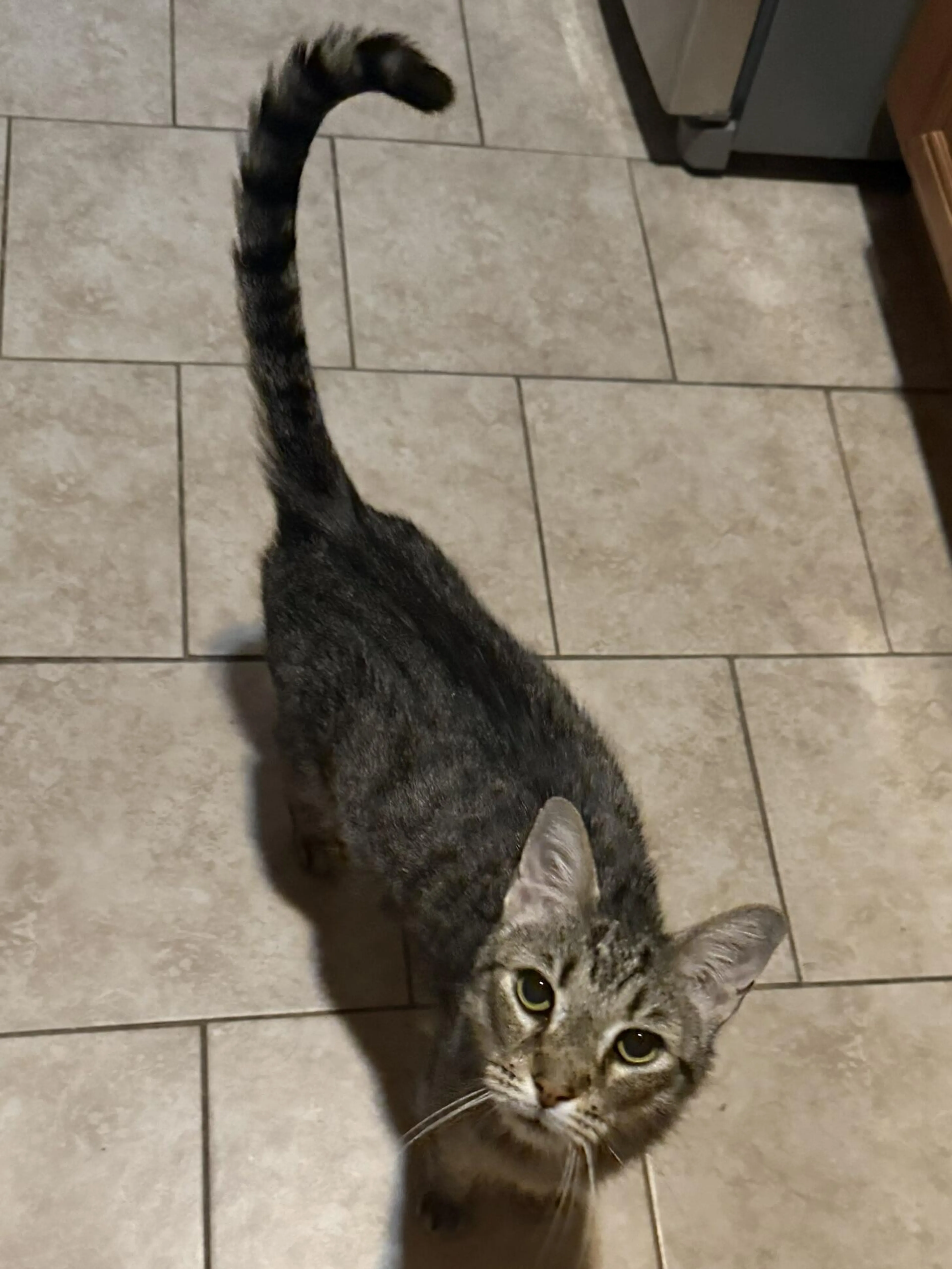 Found pet